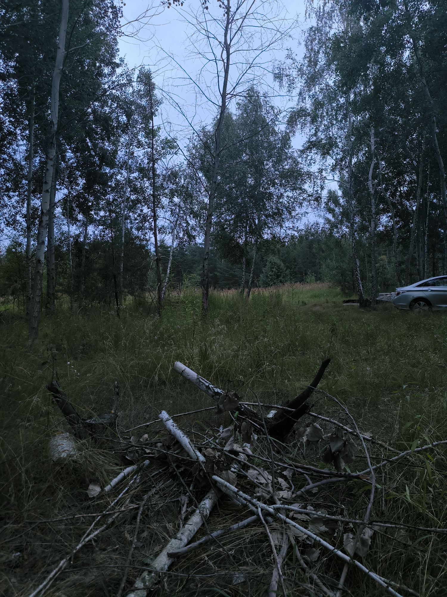 In an outdoor, wooded area with tall grass and a clear sky, a pile of broken branches lies in the foreground. Beyond the branches, a silver sedan is parked in a grassy clearing, surrounded by trees.