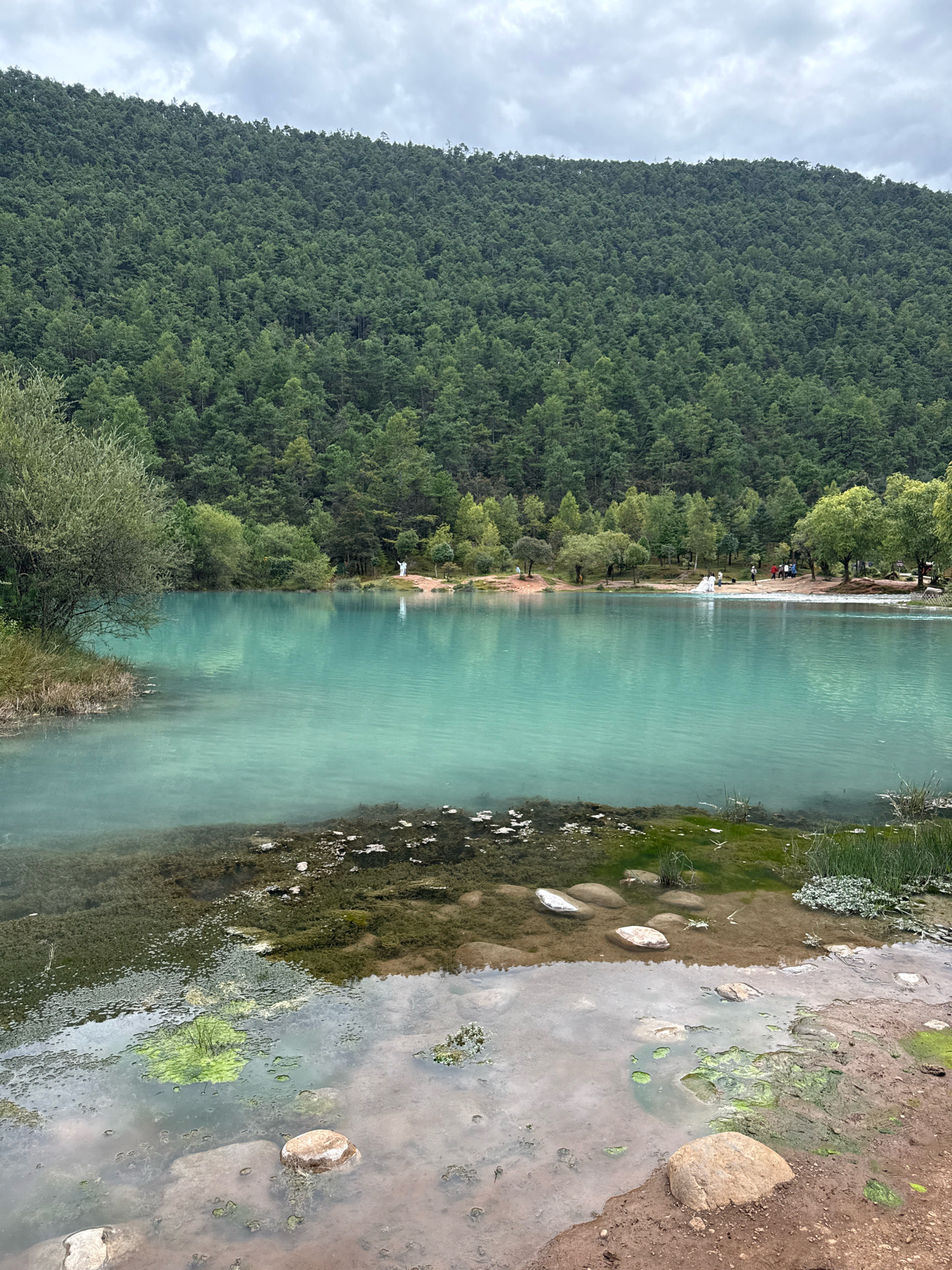 The image depicts a picturesque natural scene in the city of Yulong Nakhi Autonomous County, China. A tranquil, turquoise lake dominates the foreground and middle ground, its surface reflecting the overcast sky and surrounding greenery. The lakebed is visible in the shallower areas, revealing submerged vegetation and scattered rocks. The shoreline is a mixture of earthy brown soil, pebbles, and patches of green moss and grass.
In the background, a dense forest of green trees blankets a sloping mountainside, extending to the horizon under a cloudy sky. Along the far bank of the lake, a line of trees separates the water from the forested mountain. A few individuals are visible on the far bank, some appearing to be engaged in activities near the water's edge, including what seems to be a small gathering or a photo opportunity. To the left of the frame, a lone tree with bushy foliage grows near the water's edge.