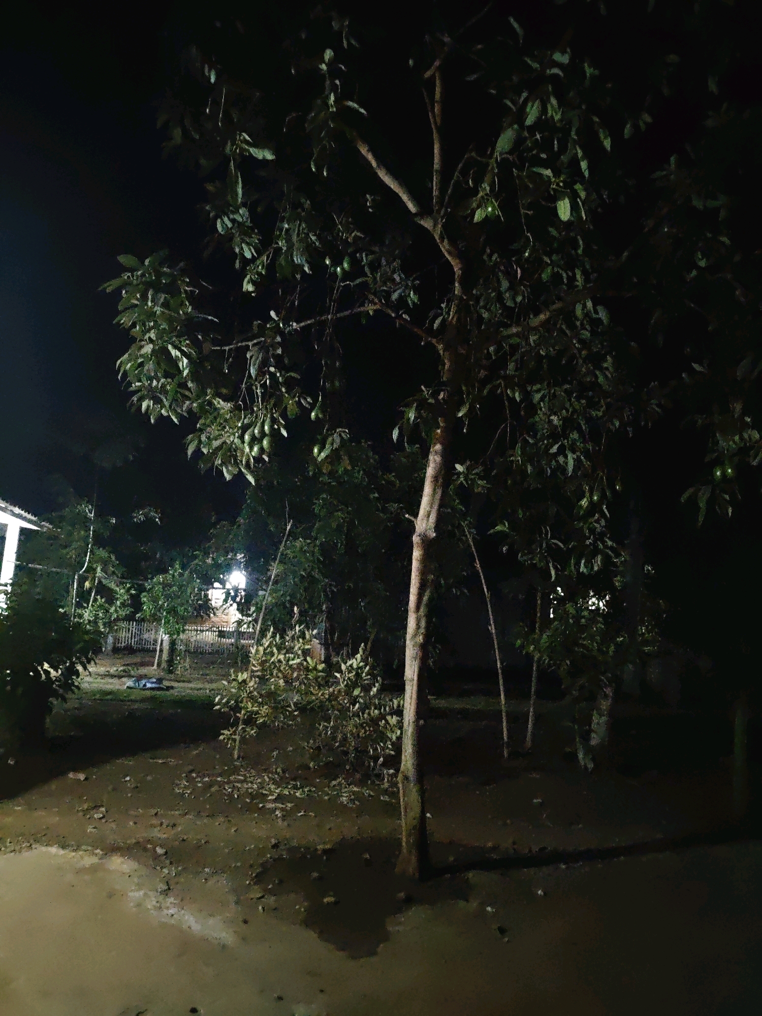An outdoor night scene captured in Karang Sari, Indonesia, depicts a dimly lit environment characterized by trees and foliage. In the foreground, a muddy, uneven ground surface is visible, with scattered leaves and stones. To the left, a portion of a white building with a dark roof is present, suggesting a residential or utility structure. Behind the building, a white picket fence encloses an area with more trees and shrubs.
Dominating the center and right of the frame is a large tree with a textured, light brown trunk. Its branches are laden with dark green leaves, some of which appear to have small, green, oval-shaped fruits or seed pods. More trees and dense vegetation are observed in the background, creating a layered effect. In the mid-ground, illuminated by an unseen light source, is another cluster of trees and shrubs, some appearing taller and sparser. The overall lighting suggests artificial illumination, possibly from a nearby house or streetlights, casting shadows and highlighting certain areas while leaving others in deep shadow. The ground appears damp, with some areas reflecting the light, indicating the presence of water or moist soil. No individuals are visible in the frame.