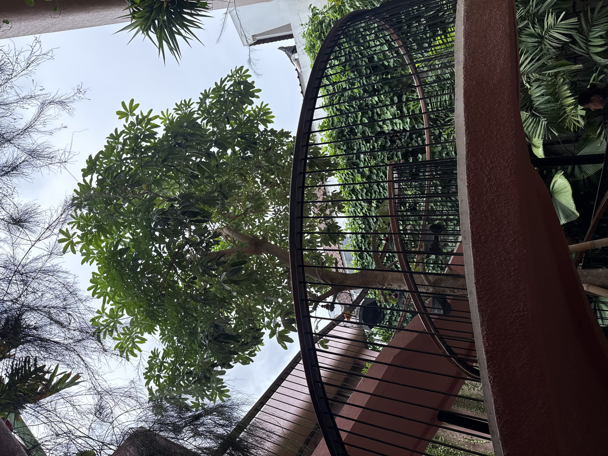 This image captures an upward-looking view into a lush, tropical environment in North Kuta, Indonesia. The scene is dominated by dense green foliage, featuring large leafy trees occupying the upper left and center, and extensive vines climbing a wall on the right side. Bare, spiky tree branches are visible in the lower left and middle left, while spiky green plants and palm fronds contribute to the verdant setting on the far right.
A prominent reddish-brown spiral staircase railing with black horizontal bars curves through the middle and right side of the frame. Through the railing, a birdcage with a small yellow bird can be seen hanging in the mid-right. A section of a white building with a dark roofline is visible in the upper right quadrant, partially obscured by the railing and vines. A textured, reddish-brown pillar or wall section runs vertically along the far right edge.
The sky, appearing bright and overcast, is visible through the gaps in the foliage and structures, indicating daytime. The diffused light suggests it might be an overcast day, or early morning/late afternoon. No people are visible, and no specific activities are taking place, creating a peaceful and serene atmosphere. There is no visible text in the image.