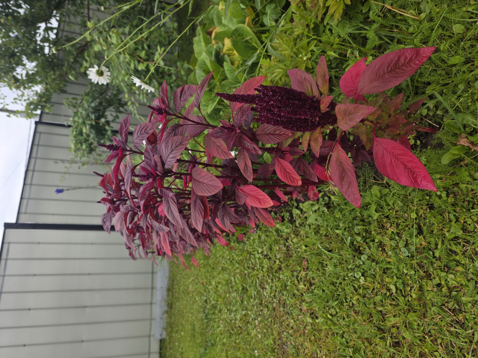 In a garden setting, a row of deep red amaranth plants with dark red flower spikes lines a grassy lawn. The plants are in the foreground and midground, with their striking foliage extending towards the viewer. In the background, a light-colored, vertical-paneled fence creates a boundary. Beyond the fence, lush green trees and foliage are visible, with a glimpse of a cloudy sky overhead. Two white daisy-like flowers are also present amongst the greenery to the right of the amaranth. The scene is devoid of any people or animals, focusing solely on the natural elements of the garden. The location is identified as Проводник, Russia.