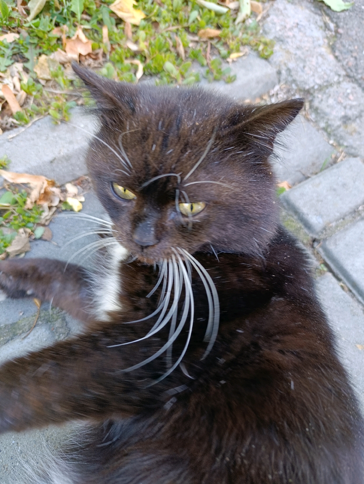 A black cat with yellow eyes and white whiskers lies on a paved surface surrounded by green grass and fallen leaves. The cat's chest is white. The scene appears to be outdoors in an urban environment, potentially a park or sidewalk area in Cherkasy, Ukraine. The paved surface is made of grey interlocking stones.