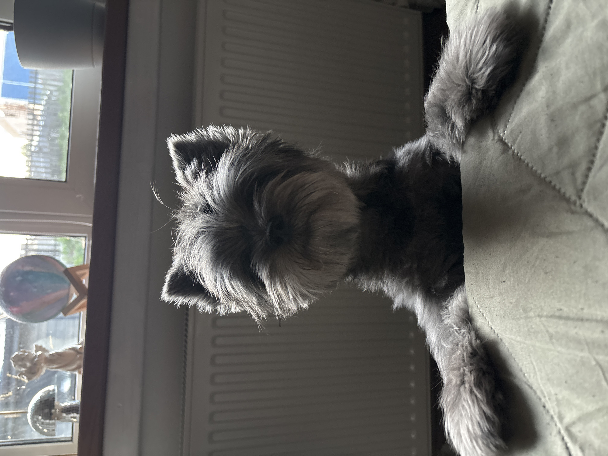 A gray, furry dog, possibly a Schnauzer, is peering over the top edge of a gray-green upholstered surface, likely a sofa or bed. The dog's head and upper paws are visible. Behind the dog, there's a white radiator with horizontal panels. To the left, a window shows glimpses of an outdoor scene. On the windowsill, there's a collection of objects, including a globe, a figurine, and a disco ball. There is no evidence of the location being Chaikovsky, Russia.