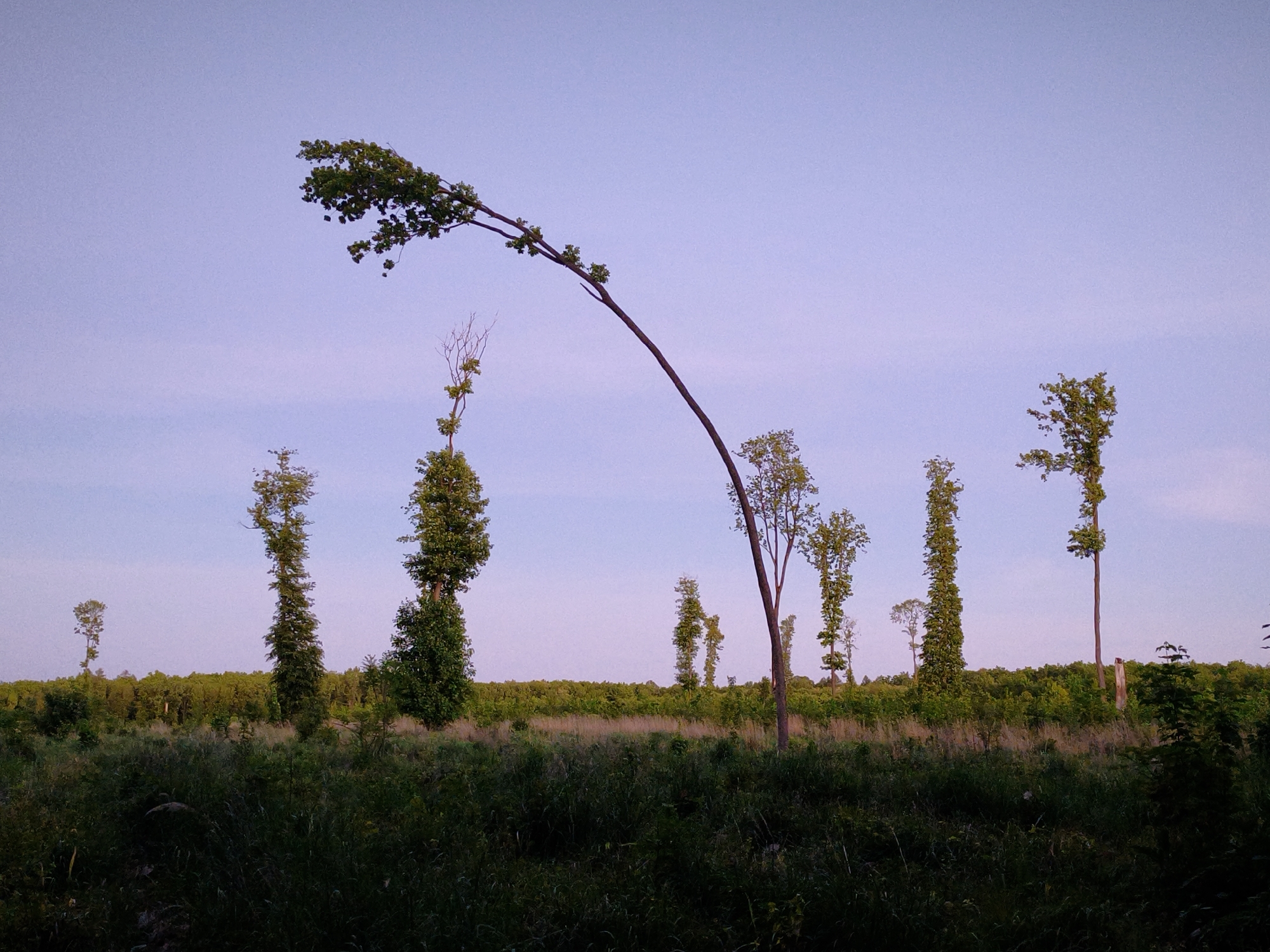 The image depicts a rural scene, likely in the vicinity of Kopychyntsi, Ukraine. A field of tall grass dominates the foreground. Several trees of varying sizes and shapes are scattered throughout the scene. One tree prominently features a curved trunk extending out horizontally, with foliage concentrated at its end. Other trees have more upright, columnar forms. A denser area of trees is visible in the mid-ground, forming a line across the horizon. The sky is light blue/purple, suggesting either dawn or dusk. There are no people or animals visible in the scene. No specific objects are immediately identifiable beyond the natural elements of trees, grass, and sky.