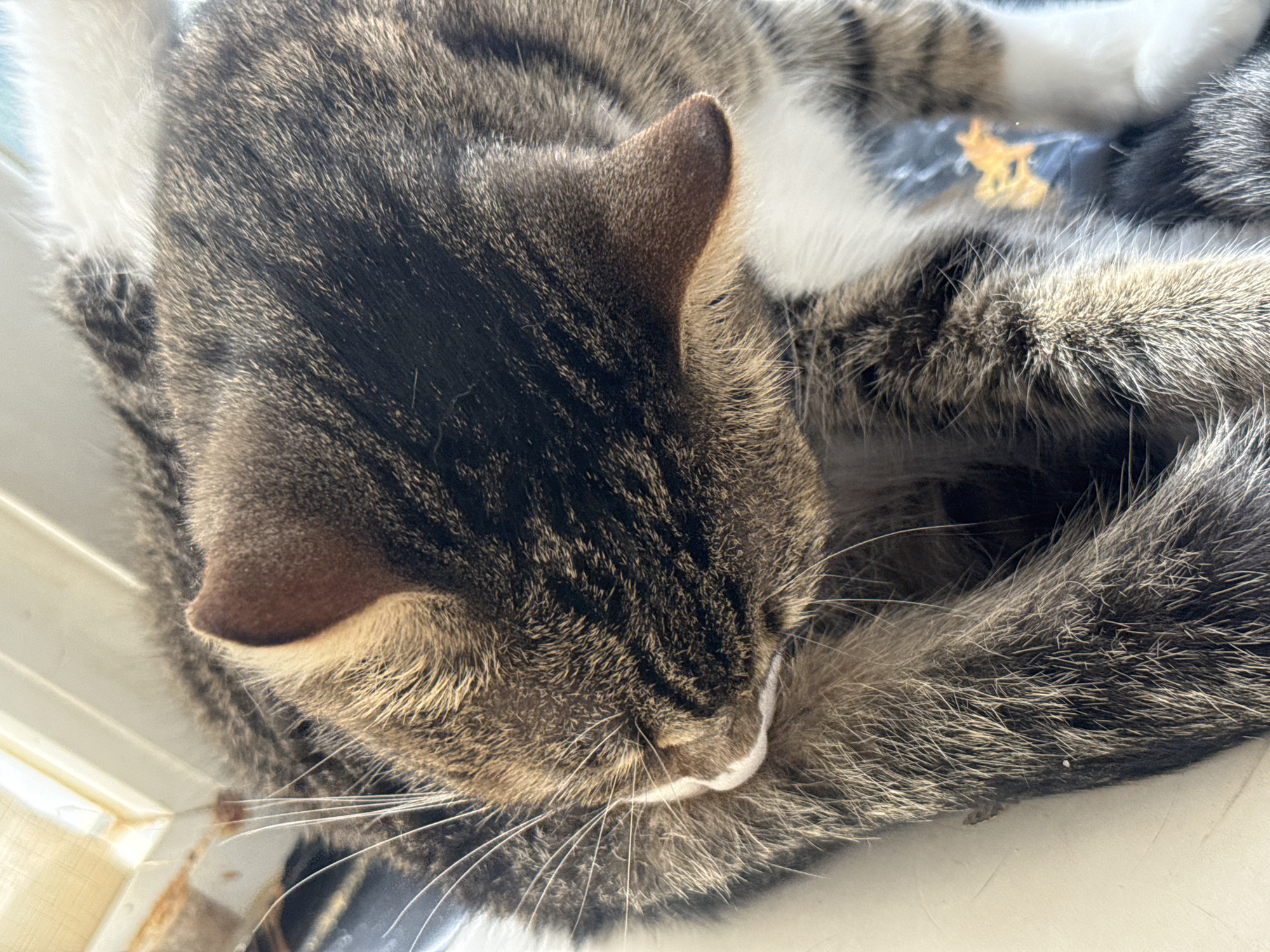 The image shows a close-up, high-angle view of a tabby cat lying down. The cat has brown and black striped fur, with some white markings. Its head is bent down, and it appears to be grooming or resting. The background is out of focus, but suggests an indoor setting with a window and some sort of dark fabric or surface. There is no identifiable information about the location in Simferopol, Ukraine.