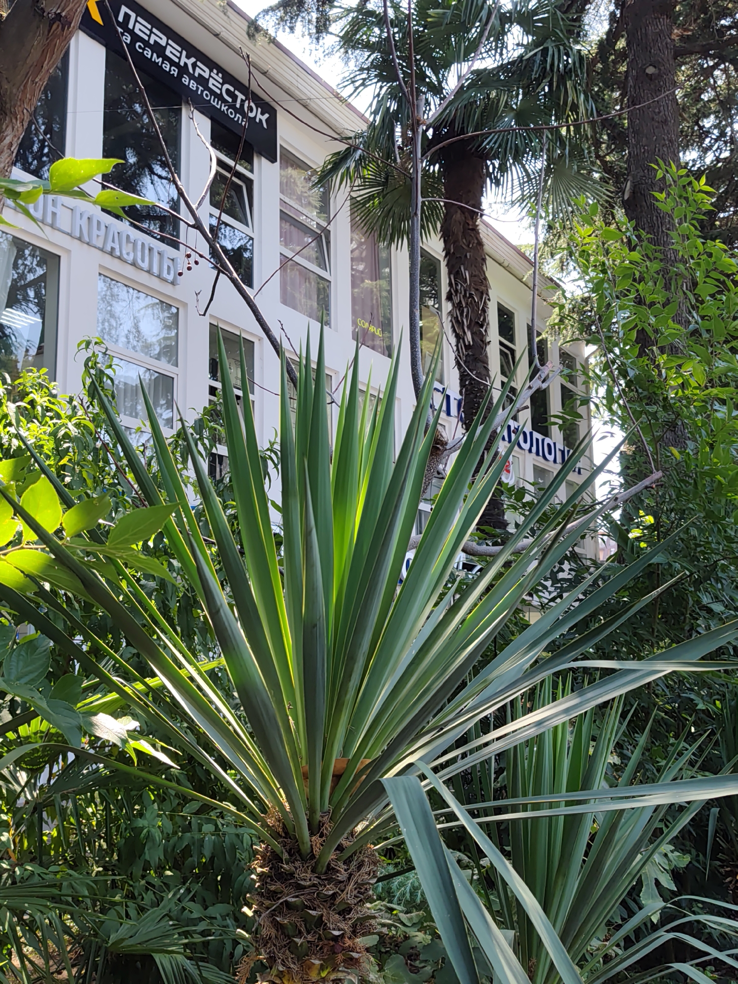 The image shows the exterior of a white building in Sochi, Russia, with large windows and signage. In the foreground, a large yucca plant with long, spiky green leaves dominates the scene. Behind the yucca, parts of palm trees and other lush greenery are visible. The building's facade features two prominent signs. The upper sign, in black with white lettering, reads "ПЕРЕКРЁСТОК" and below it, "самая автошкола" (meaning "The Crossroad" and "the best driving school"). Another sign, on a lower part of the building, appears to have white lettering spelling out "ИМ КРАСОТЫ" (likely part of a longer word or phrase). Sunlight filters through the leaves and palm fronds, creating a dappled effect. The overall impression is that of a bright, sunny day in a tropical or subtropical environment, likely a commercial area.