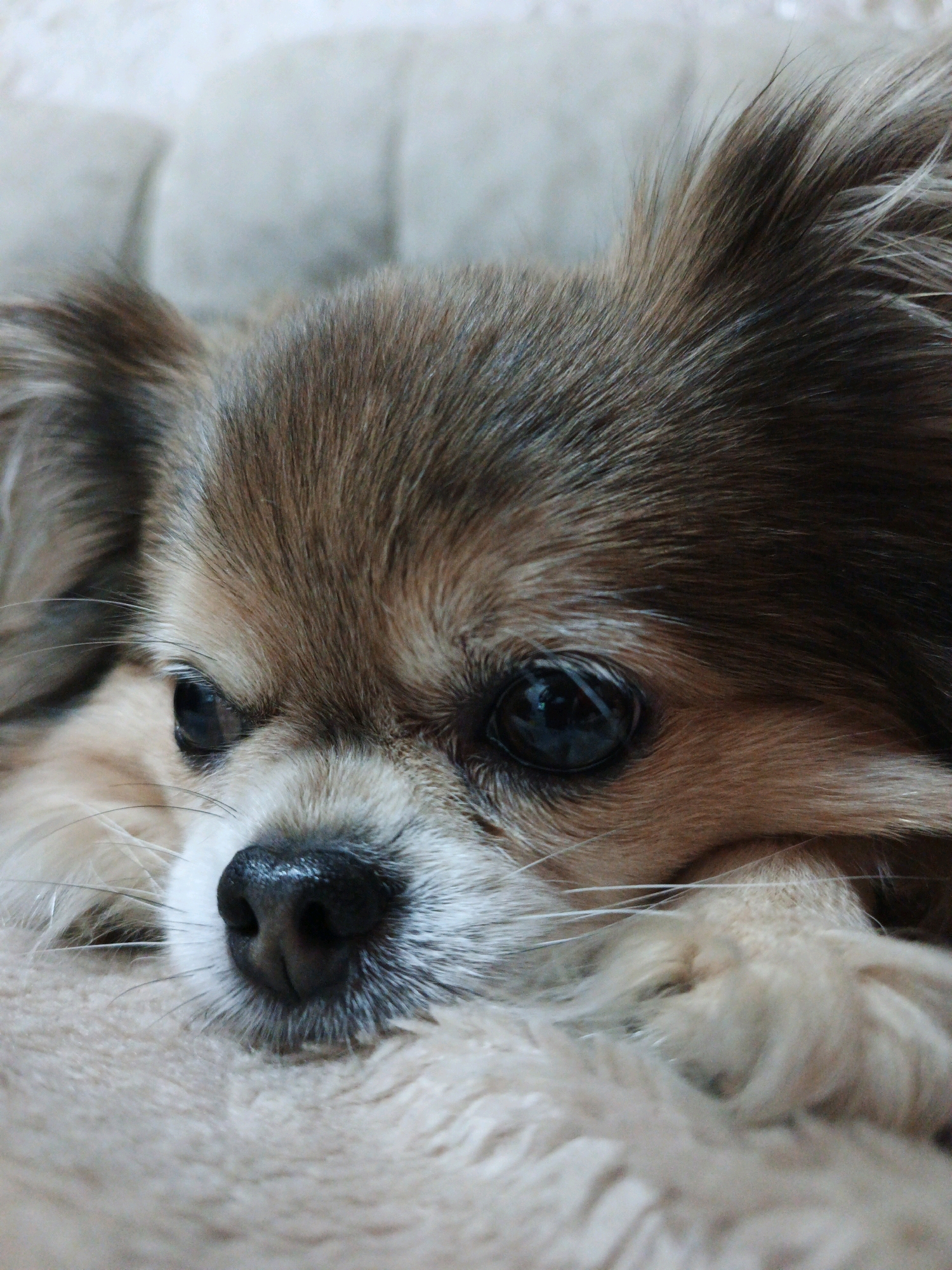 This is a close-up, eye-level, vertical shot of a long-haired Chihuahua dog's face, resting on a soft, beige, textured surface. The dog's head is tilted slightly downwards, with its right eye prominently visible. The eye is dark, round, and appears reflective. The dog's fur is a mix of brown and tan, with lighter fur around its muzzle and eyes. Its nose is black and wet-looking. Whiskers extend from the muzzle. The background is out of focus and appears to be a light beige or gray, possibly a cushion or blanket. There is no indication of the city of Zlatoust, Russia, or any urban environment in this image.