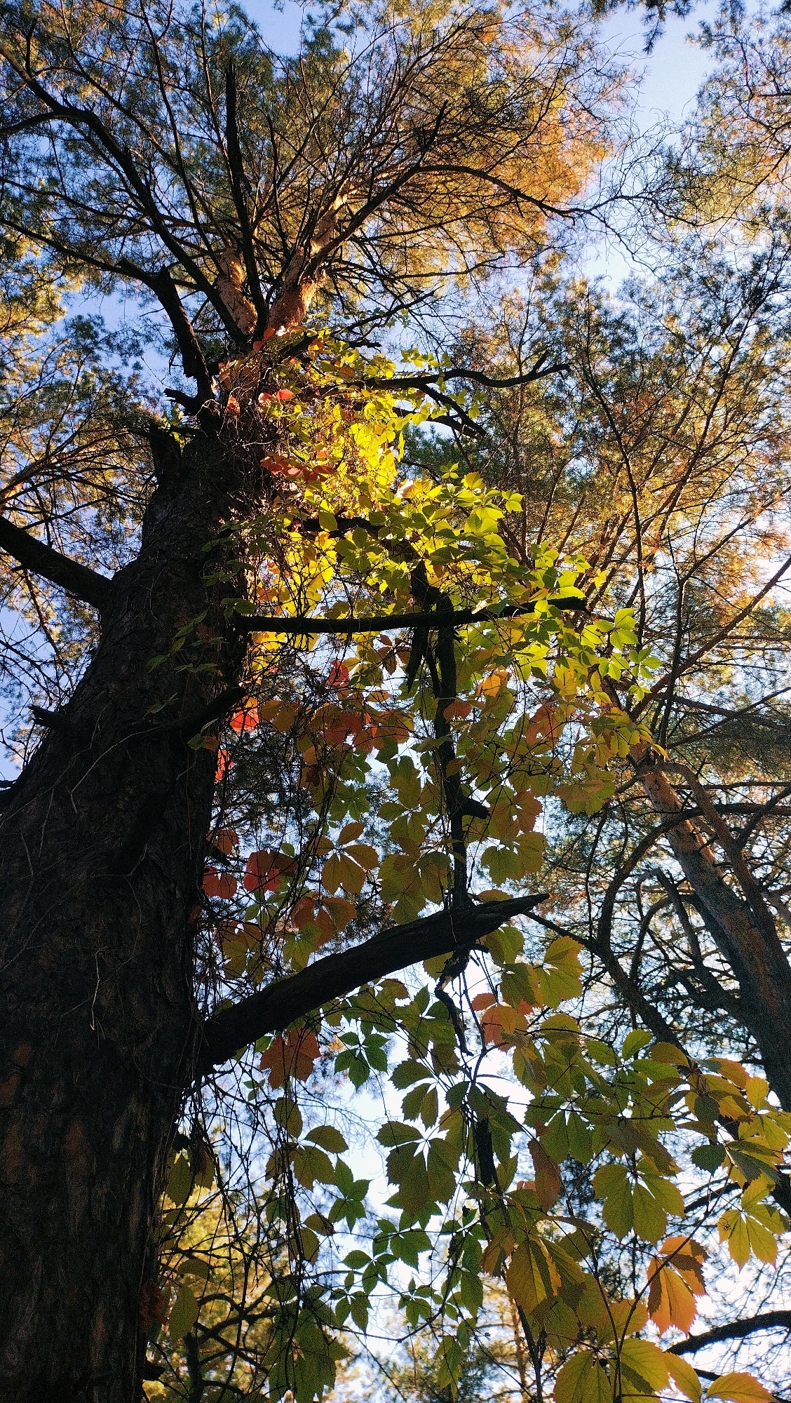 This low-angle shot captures a cluster of trees against a bright blue sky. A large, dark tree trunk dominates the left side of the frame, its rough bark textured and shadowed. Several branches extend outwards, some bare and dark, others adorned with clusters of leaves. A distinct group of ivy-like leaves, transitioning from green to yellow and red, hangs prominently from a branch in the mid-ground, catching the sunlight. In the background, the needles of pine trees are visible, their branches silhouetted against the sky, tinged with autumnal yellow and brown hues. The lighting suggests it is daytime, likely late afternoon or early morning due to the warm tones on the foliage. The scene appears to be an outdoor natural environment.