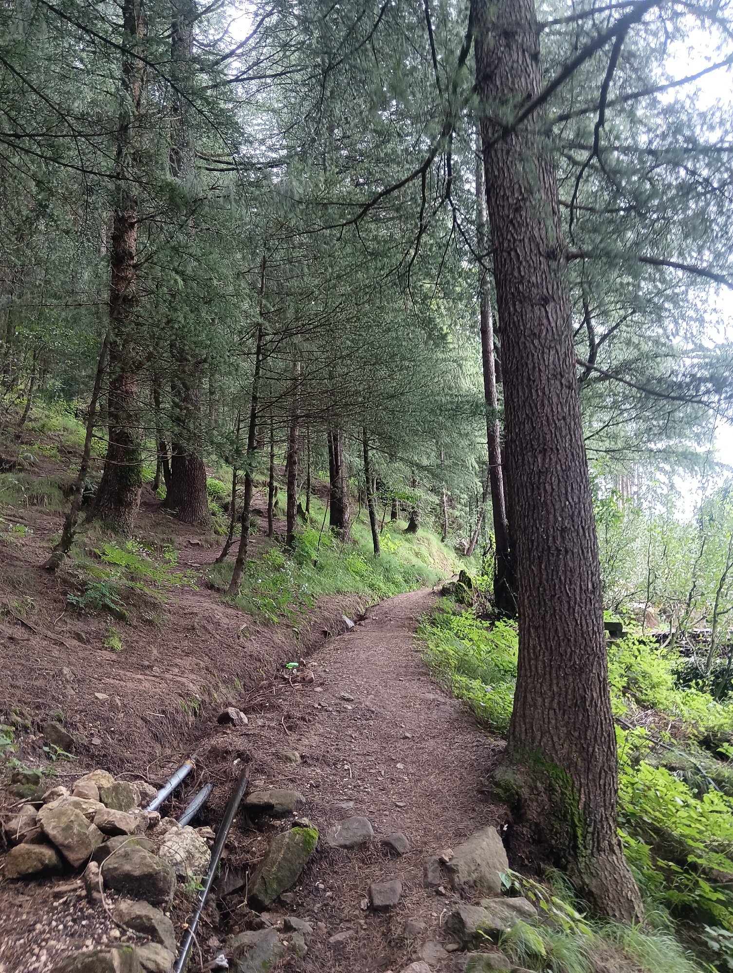 The image depicts a forest path winding through a dense conifer forest. The path is made of dirt and small stones and is flanked by trees on either side. The ground is covered in pine needles and moss. In the foreground, on the left side of the path, there are several large rocks and two metallic pipes protruding from the ground. The trees are tall and slender with dark bark and green needles. The foliage is thick and lush, suggesting a humid environment. The lighting is dim, indicating an overcast day or the shade of the forest canopy. The scene appears to be in a natural, undeveloped area, consistent with the forest environment of Chhyal, India, known for its mountainous terrain and forests. There are no people or animals visible in the image.