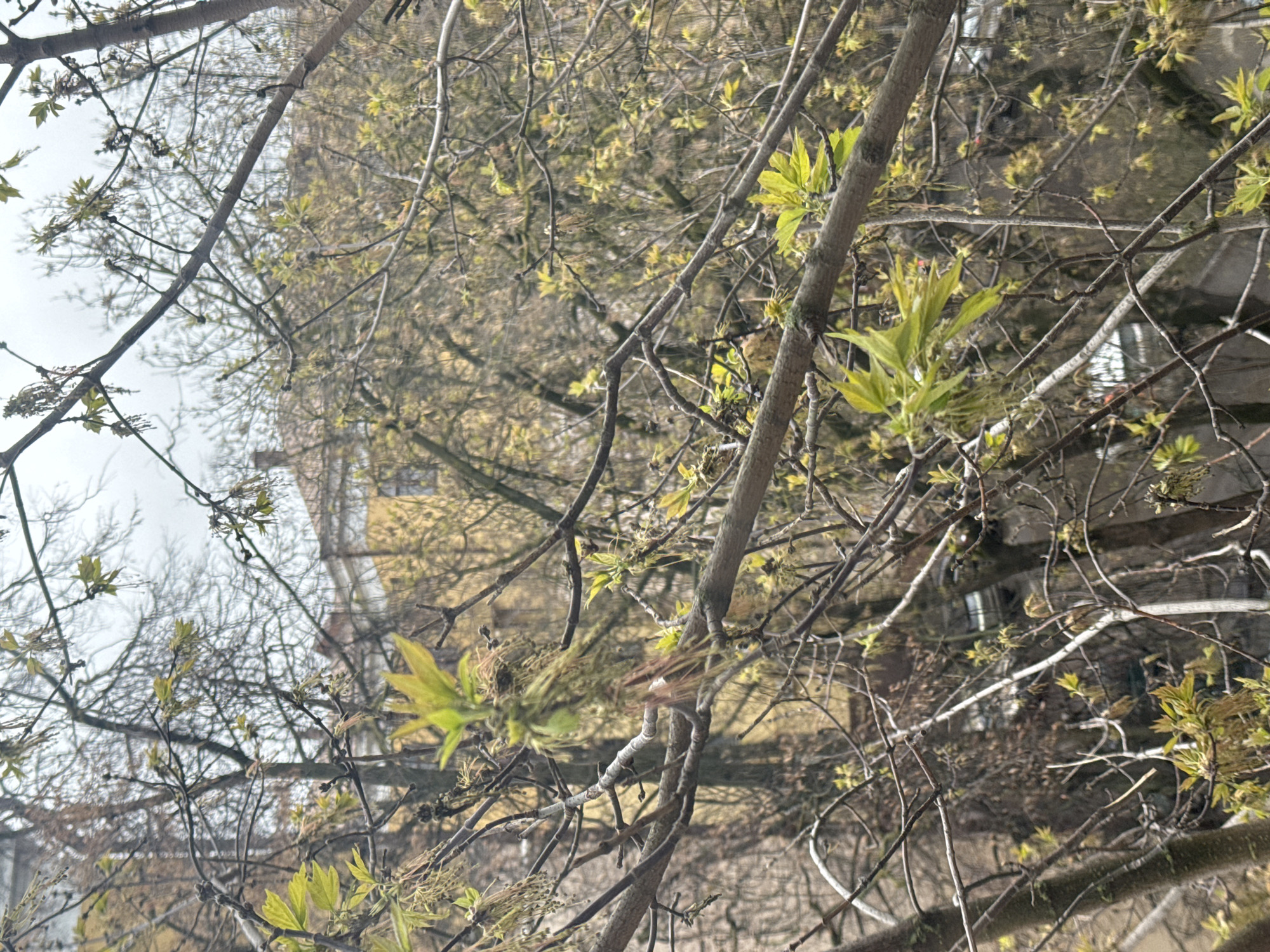 This vertical image captures a detailed view of tree branches in early spring, adorned with numerous nascent, light green leaves and buds. The branches, varying in thickness, form an intricate network across the frame. Prominent clusters of fresh, vibrant green foliage are visible, particularly in the mid-ground and right side, signaling the beginning of the growing season. Some branches also display remnants of dried blossoms or seeds.
Through the gaps in the branches, particularly towards the center and background, blurred architectural elements of urban buildings are discernible. These include sections of light-colored (possibly yellow or beige) walls and darker windows, suggesting multi-story structures common in residential areas. The overall setting is clearly an urban or semi-urban environment, consistent with the provided context of Moscow, Russia.
The scene is illuminated by soft, diffused daylight, indicating an overcast or cloudy sky, as there are no strong shadows or direct sunlight. The sky, where visible, appears bright and uniform grayish-white. No human activity, animals, or visible text are present in the image. It is a quiet, naturalistic snapshot of springtime urban flora.