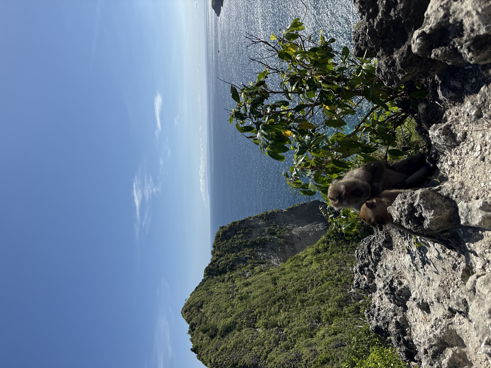 From an elevated position in Bunga Mekar, Indonesia, the image captures a natural scene. The foreground features rocky terrain where two monkeys are resting. To the left, lush green vegetation covers a steep cliff face, which drops toward the ocean. Beyond the cliff, the blue waters of the ocean stretch to the horizon under a clear, cloud-streaked sky.