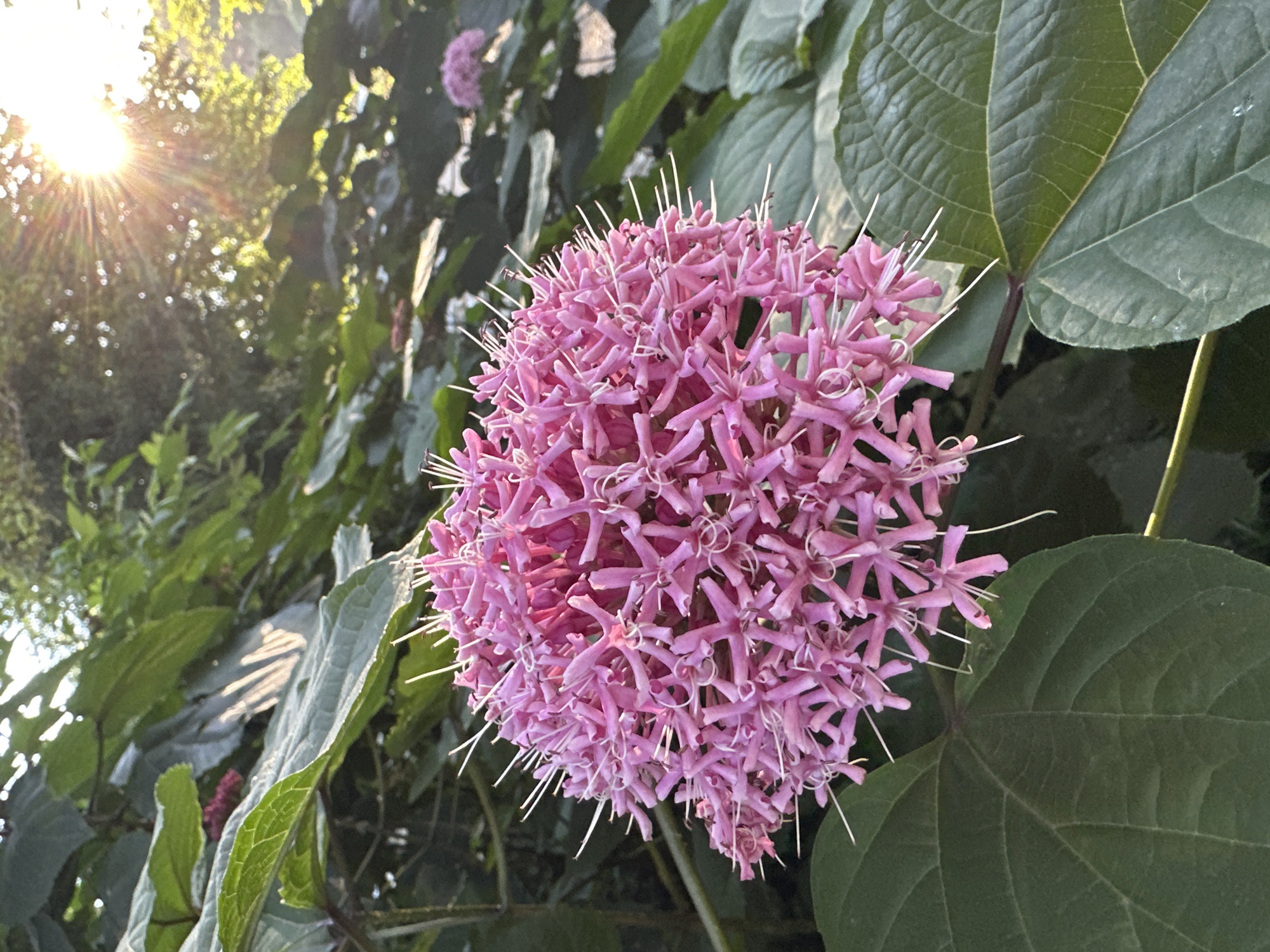 A close-up, horizontal, eye-level shot captures a large, spherical cluster of delicate, bright pink flowers with thin, white stamens extending outwards, set against a backdrop of lush green foliage. The sun, a bright, starburst of light, shines through the leaves in the upper right corner, casting a warm glow and creating lens flare. The flower cluster is the primary subject, occupying the center and left side of the frame, its intricate structure visible in sharp detail. Large, deep green leaves, with prominent veins, surround the flower, some in sharp focus while others are softly blurred, creating a sense of depth. In the background, a smaller, similarly shaped pink flower can be seen, also surrounded by leaves, and further back, a hint of trees and sky. The overall impression is one of natural beauty and a serene outdoor setting. The scene is consistent with a garden or park environment in Bol'shoi Kichmai, Russia, a location known for its natural landscapes and opportunities for observing flora. There are no people, animals, or any man-made structures depicted in the image. The lighting suggests it is either early morning or late afternoon.