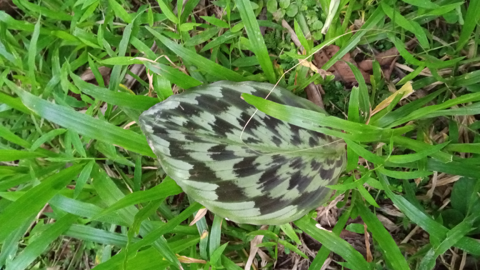 This is a medium-shot, overhead view of a single, oval-shaped leaf with a striking pattern of dark green and black markings on a light green background. The leaf is resting on a bed of vibrant green grass. Some blades of grass are growing up around and over the leaf, partially obscuring it. The grass appears lush and healthy. The background is out of focus, but suggests a natural setting with hints of brown earth and dry leaves scattered among the grass. There is no visible text. The lighting appears to be natural daylight, consistent with an outdoor scene. The overall impression is one of natural beauty and the quiet stillness of a forest floor or garden.