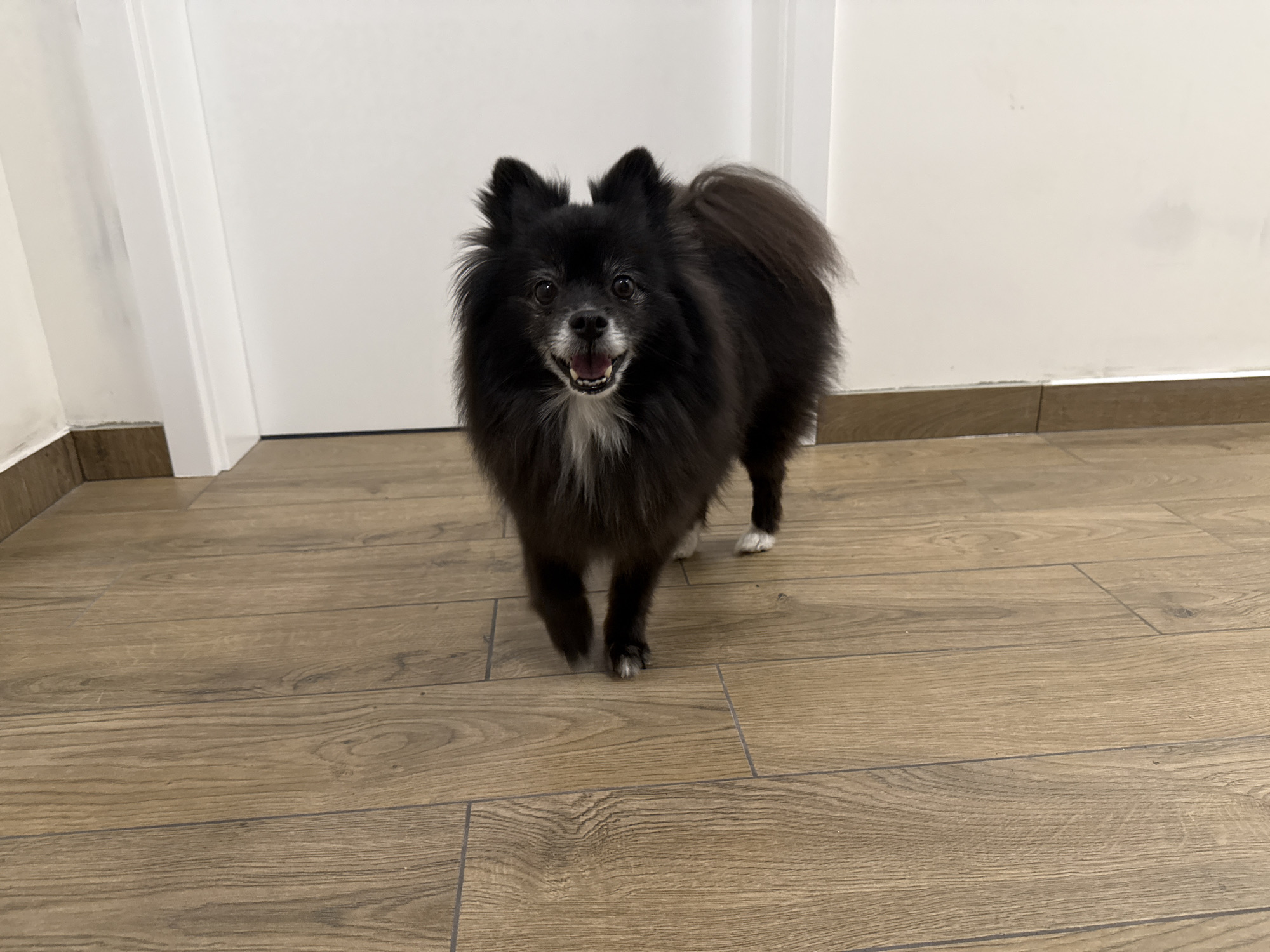 A small, fluffy black dog with white markings on its chest and paws stands on a light brown wooden floor. The dog is facing the camera with its mouth open, as if panting or smiling, and its tail is curled up over its back. The background consists of a white wall and a white doorframe. The lighting is bright and even, suggesting an indoor setting during the day. The dog appears to be healthy and alert.