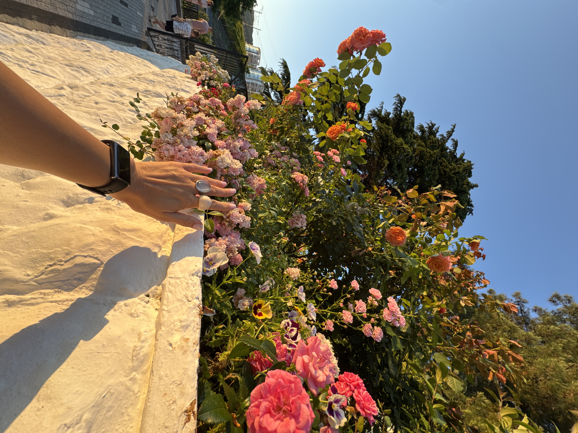 The image depicts a close-up of a person's hand and arm adorned with rings and a smartwatch, reaching out towards a vibrant bush of pink and orange roses and other small flowers. The hand is positioned in the foreground, partially obscuring a textured, off-white wall. The rose bush stretches into the background, with lush green foliage and a clear blue sky above. In the distance, partially visible through the greenery, are hints of a building with glass windows, suggesting an urban or semi-urban setting. The sunlight illuminates the scene from the side, casting a distinct shadow of the arm on the wall, indicating it is either late afternoon or early morning. The overall mood is serene and highlights the beauty of nature against a man-made backdrop. The location is specified as Sochi, Russia. No visible text is present in the image.