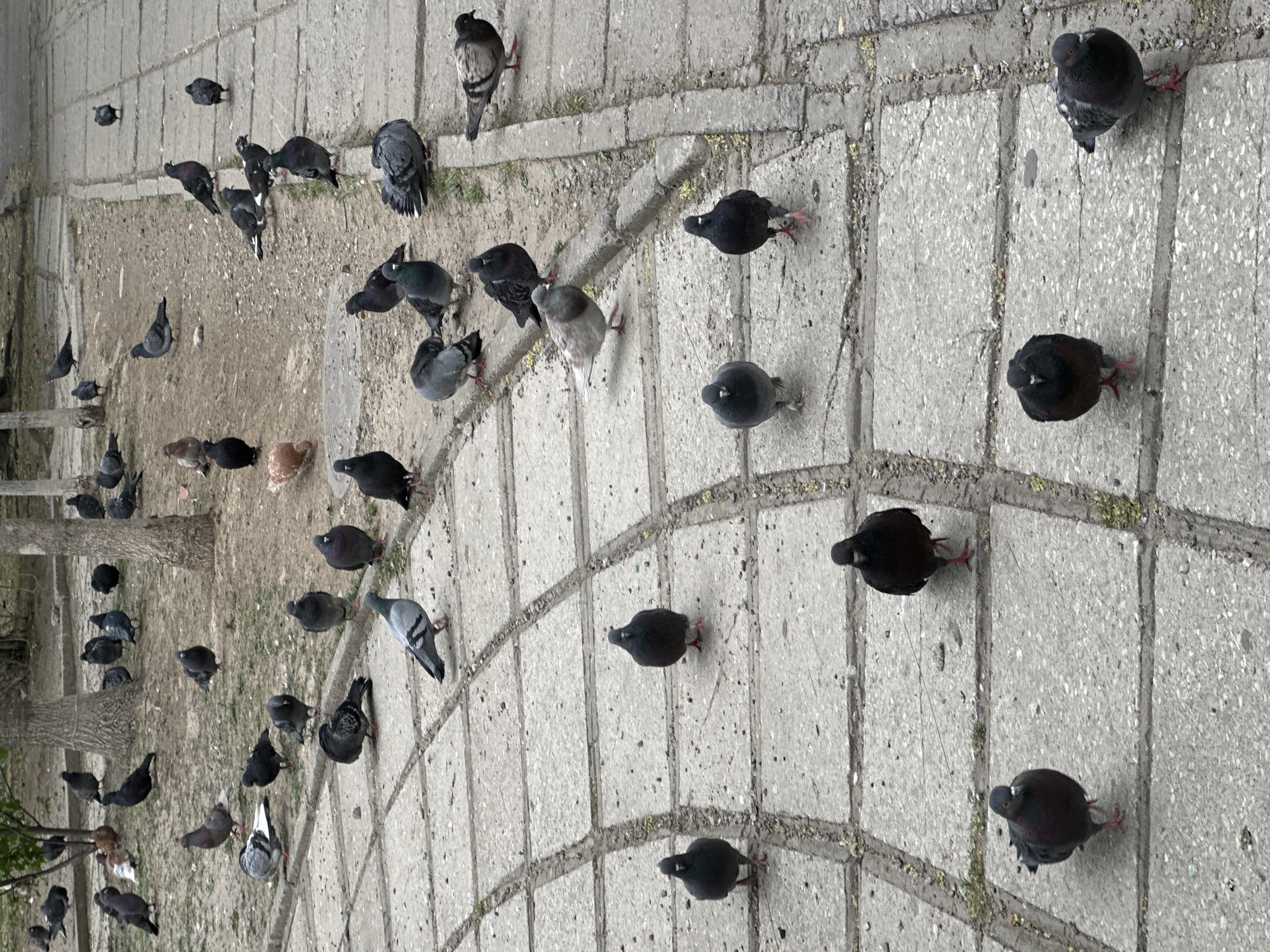 The image shows a flock of pigeons on a paved surface, likely a sidewalk or square. The pavement is made of rectangular tiles and has some grass growing between them. The pigeons are scattered across the surface, some standing alone and others in small groups. The pigeons vary in color, with shades of gray and black being predominant. The picture was taken in the city of Khabarovsk, Russia. There are no people visible in the image.