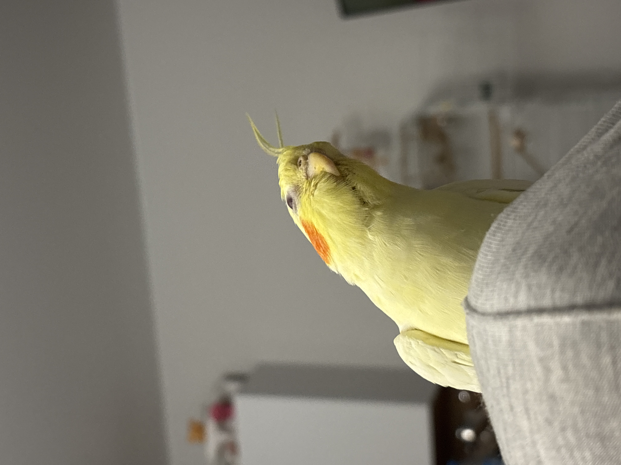 A pale yellow cockatiel with a distinctive crest is perched on a gray fabric, possibly a piece of clothing. The bird has orange cheek patches and a small, dark eye visible just behind its beak. The background is blurry, showing a plain gray wall and some indistinct shapes. The location and city of Krasnoyarsk, Russia are not discernible from the provided image.