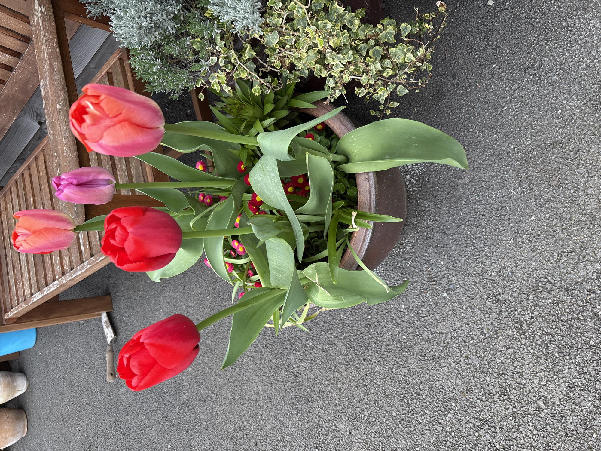 Observed is an outdoor scene featuring a planter containing tulips, small daisies, and other greenery. Five tulips are visible; three are red, one is pink and orange, and one is purple. The planter is brown and sits on a paved surface. A section of a wooden bench is also present on the upper left. A small gardening trowel is adjacent to the bench. The location is presumed to be in Longden, United Kingdom, based on external context. No people are visible in the image.
