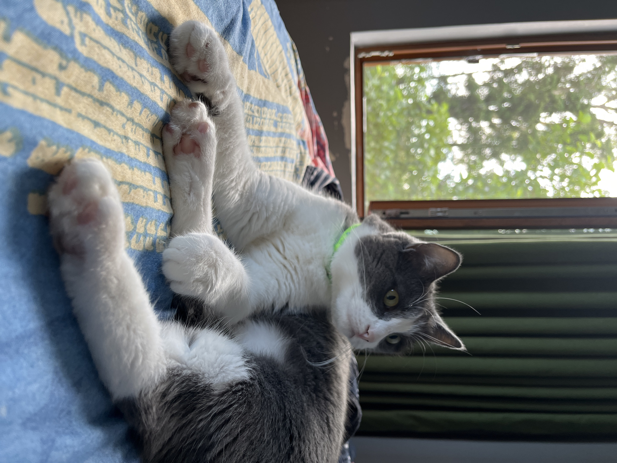 A medium shot photograph captures a domestic short-haired cat with gray and white markings, wearing a neon green collar. The cat is lying on a bed covered with a blue and yellow patterned blanket. The background features a window with lush green foliage visible through it, suggesting an outdoor environment. Green curtains are drawn to the right of the window. The scene appears to be indoors, likely in a residential setting in Ureki, Georgia. The lighting is natural, coming from the window, casting soft shadows. The cat is the sole subject in the frame and is positioned in the center, looking towards the right. Its paws are extended in a relaxed posture. The image is sharp, with the cat's fur and facial features clearly defined.