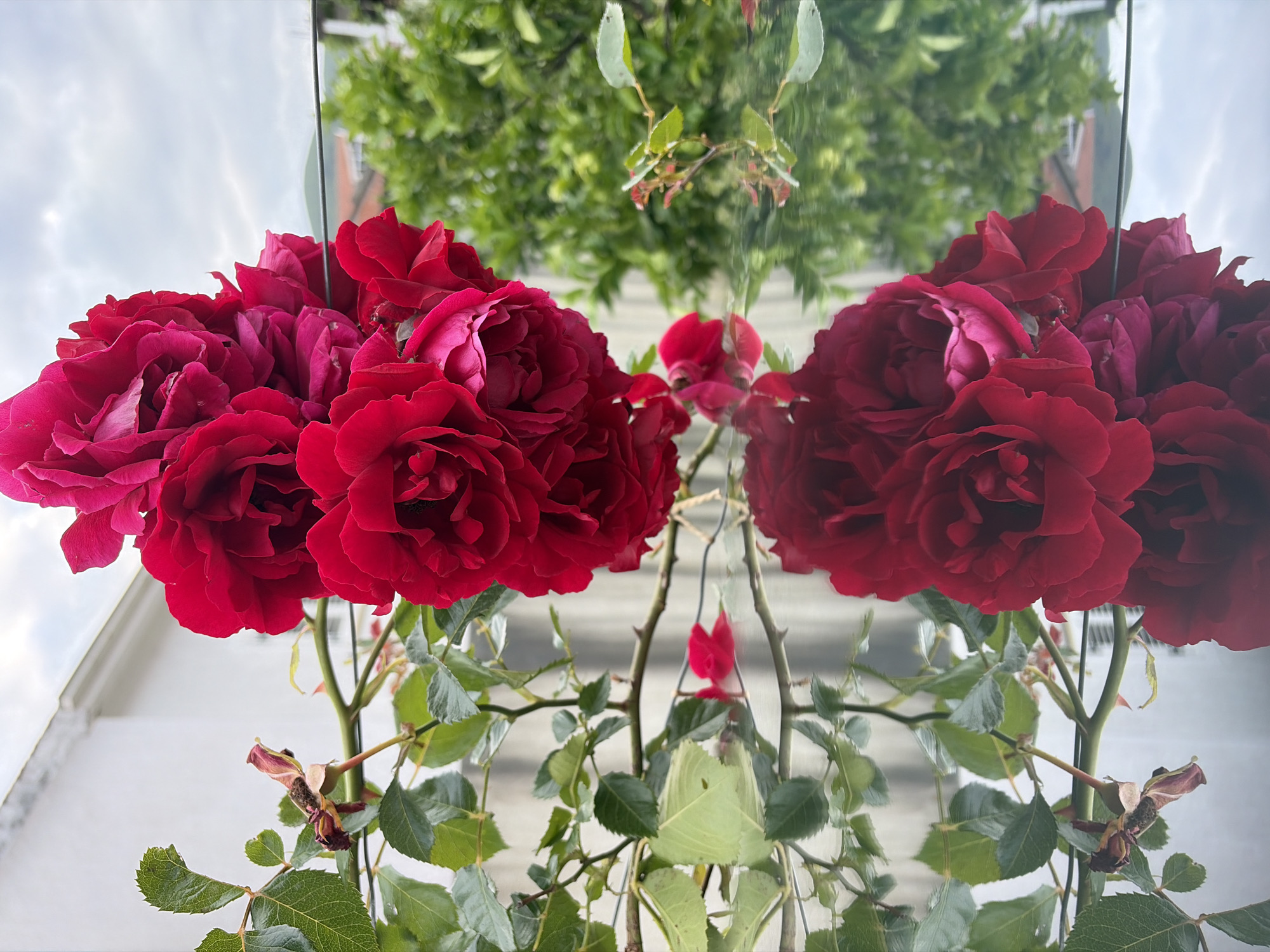 The image shows a symmetrical arrangement of red roses and their foliage, seemingly reflected in a mirrored surface. The reflection also captures a building's exterior and green foliage above, suggesting an outdoor setting. The exact location in Budva, Montenegro, cannot be determined from the image alone.