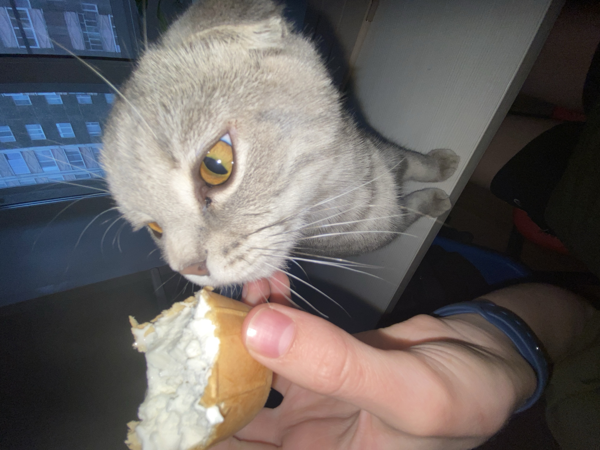 A Scottish Fold cat with grey fur and yellow eyes is sniffing a partially eaten cream puff held by a person's hand. The person is wearing a blue wristband. The backdrop is a window overlooking a building, potentially an apartment complex. Based on the architectural style observed through the window, the city is Votkinsk, Russia.