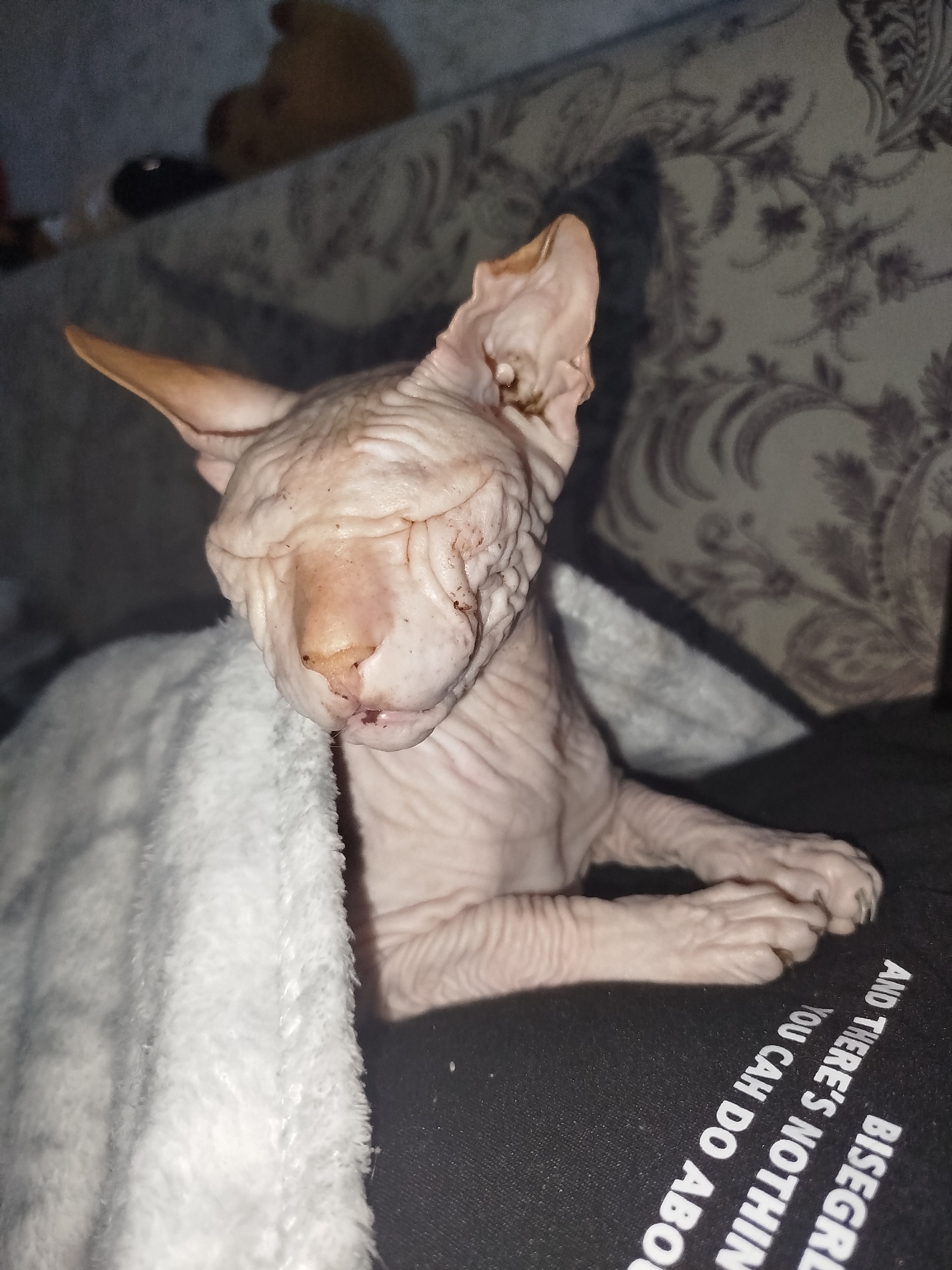 A hairless cat, likely a Sphynx, is nestled under a fluffy white blanket on a dark surface. The cat's wrinkled skin is a pale pinkish-beige. Its eyes are closed, and its head is tilted downwards. The background is softly blurred, showing a patterned fabric, possibly upholstery, and a hint of a stuffed animal in the upper left corner. On the dark surface in the foreground, white text is visible, reading "AND THERE'S NOTHIN YOU CAN DO ABOU BISEGRE". The image is taken indoors. The location is identified as Zavodoukovsk, Russia.