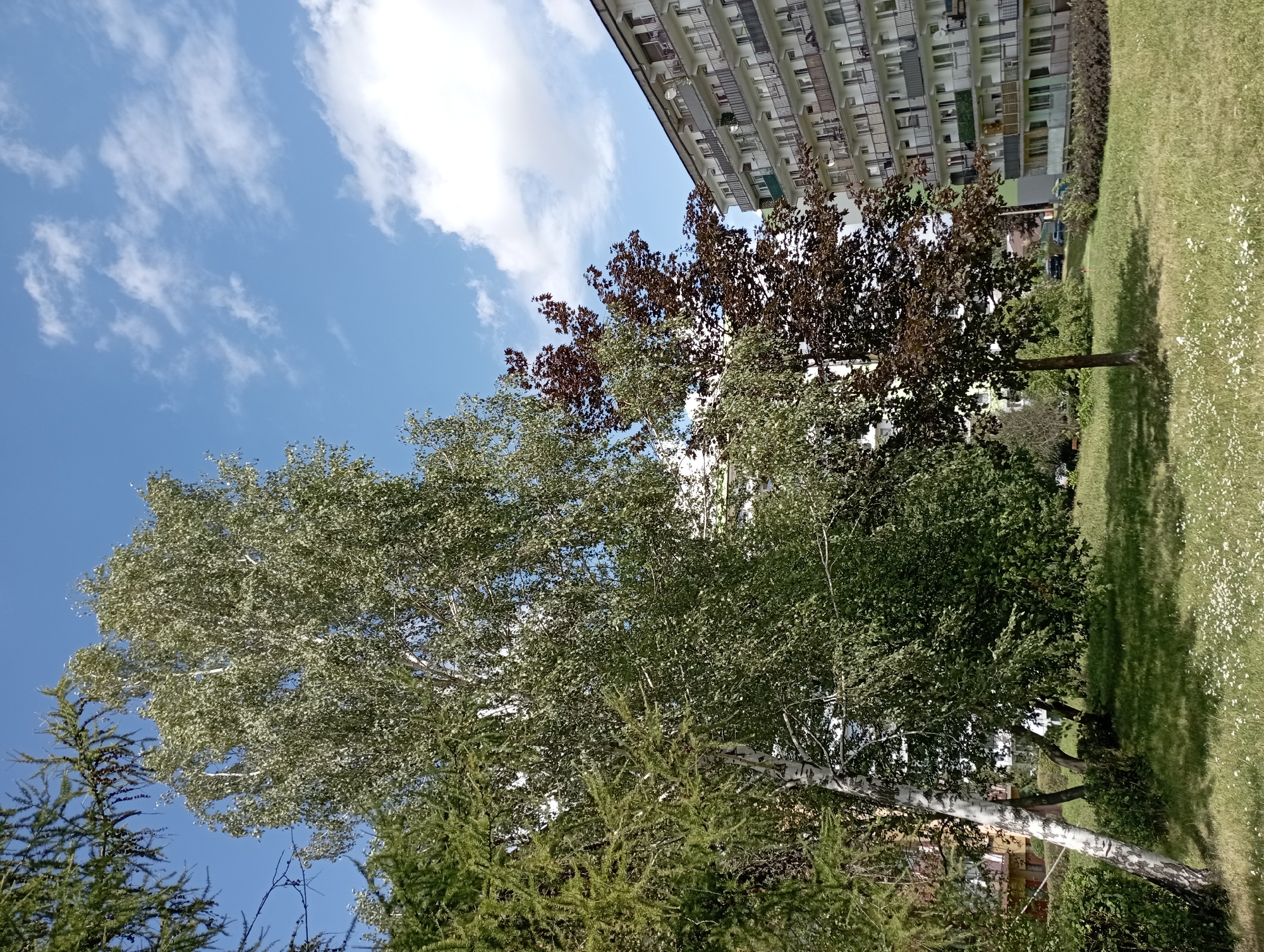 The image depicts a residential area in Siemianowice Śląskie, Poland. In the foreground, a grassy area with scattered small white flowers is visible. Several trees are prominent: a large birch tree with white bark stands to the left, its green leaves dense and feathery. To its right, a smaller tree with dark reddish-brown leaves is present. Further to the left, the needles of a conifer tree are visible. Behind the trees, a multi-story apartment building with numerous balconies, characterized by white walls and grey railings, dominates the background. The sky is blue with scattered white clouds. No people are visible in the image. The scene appears to be a park-like setting adjacent to a residential building, likely on a sunny day.