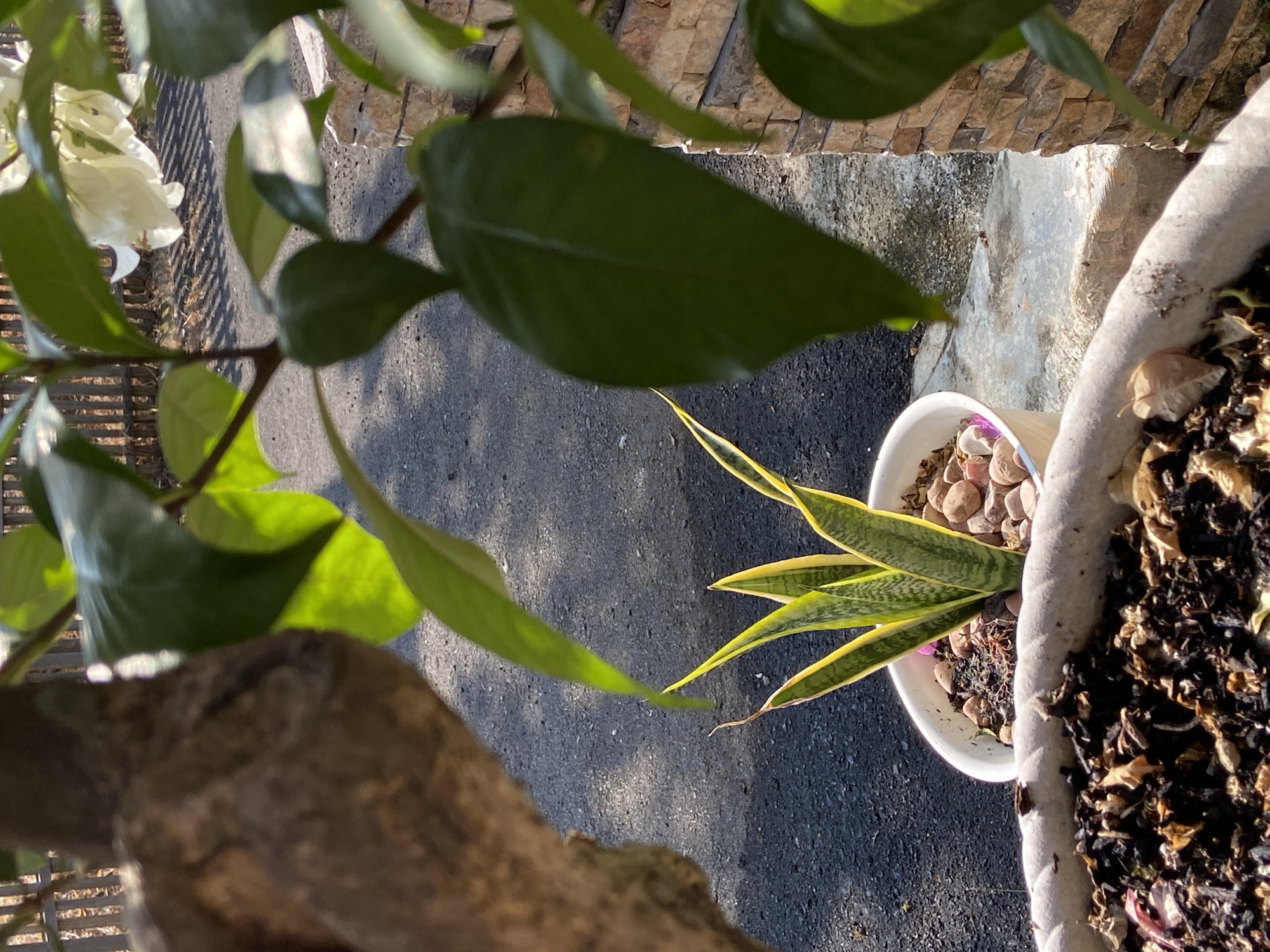 The image depicts an outdoor scene with a snake plant in a white pot, situated on a paved surface. The plant has tall, upright, sword-shaped leaves with green edges and variegated yellow stripes. The pot is filled with dark soil and decorative pinkish-brown pebbles. In the foreground, another large pot filled with dark soil, dried leaves, and some small light-colored objects is visible. The background shows a dark asphalt surface, likely a road or pathway, with a wooden fence and some foliage. A portion of a tree trunk is on the left side of the image, and a stone wall is on the right. Sunlight casts shadows on the ground. No people or animals are present. The overall environment suggests a residential or garden area.