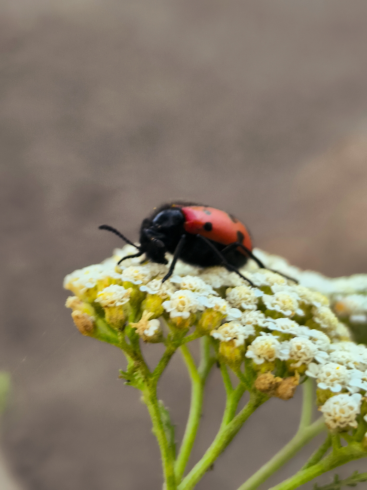 A close-up, low-angle shot captures a red and black beetle with distinct black spots on its elytra perched atop a cluster of small white flowers. The beetle is positioned on the right side of the frame, facing left. Its black head and thorax are visible, along with its segmented legs. The white flowers, with their delicate petals and yellowish centers, form a soft carpet under the insect. The background is a blurred expanse of earthy brown tones, suggesting an outdoor, natural setting. The focus is sharp on the beetle and the flowers, with the background softly out of focus. There is no indication of the city of Qarağandı or any urban elements.