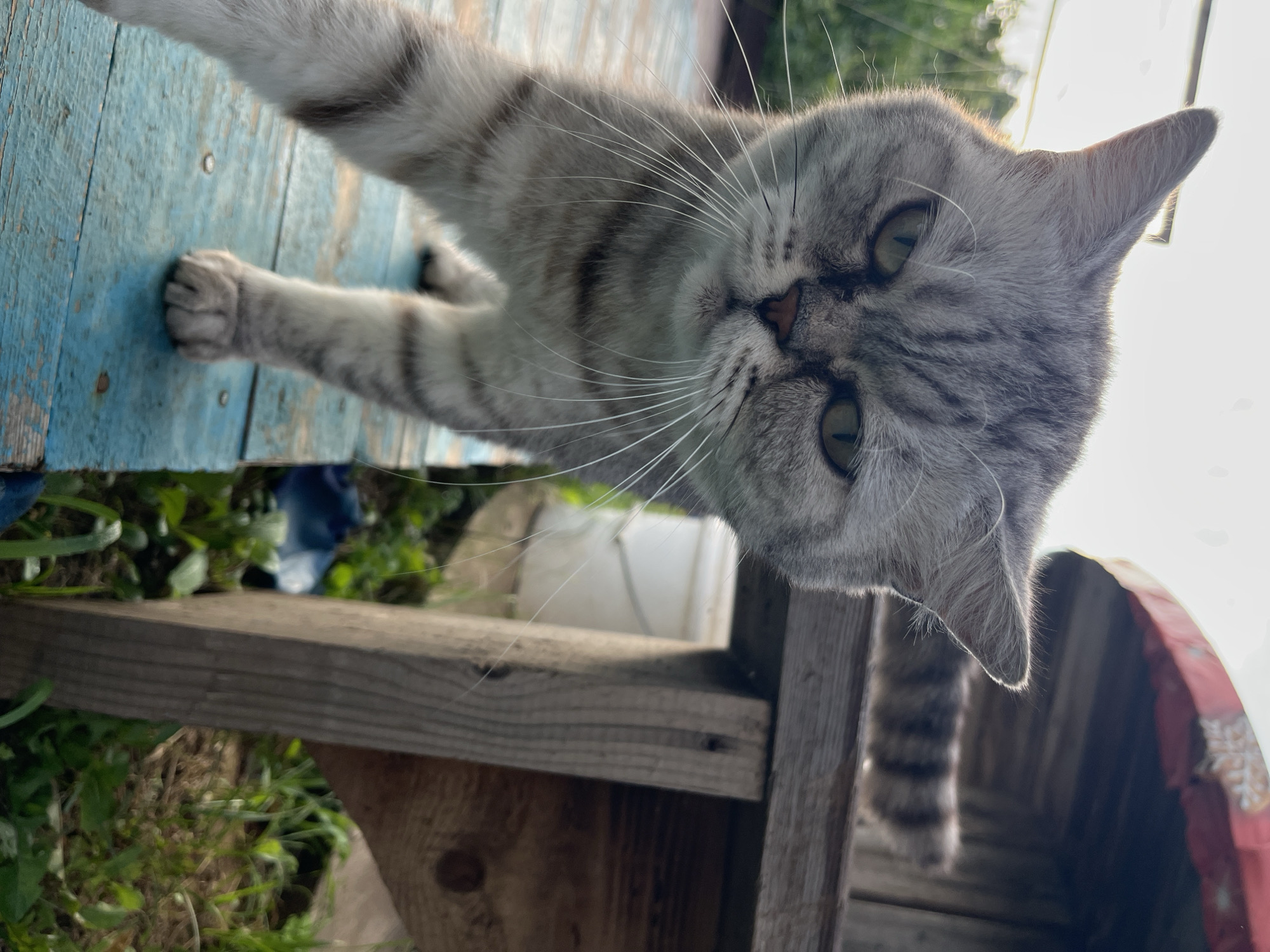 A close-up, low-angle shot features a grey tabby cat with green eyes and white whiskers, looking directly at the camera. The cat is positioned on a weathered blue wooden surface, with its left paw extended forward. The background includes a wooden structure with a red-trimmed roof, green foliage, and a white bucket. The lighting suggests it is daytime, possibly late afternoon due to the strong backlight. The image appears to be taken outdoors, in a rural or suburban setting, possibly a backyard. The cat's expression is serious or stern. There is no clear indication of the location being within the city of Chaikovsky, Russia, as the image lacks any identifiable landmarks or context specific to that region.