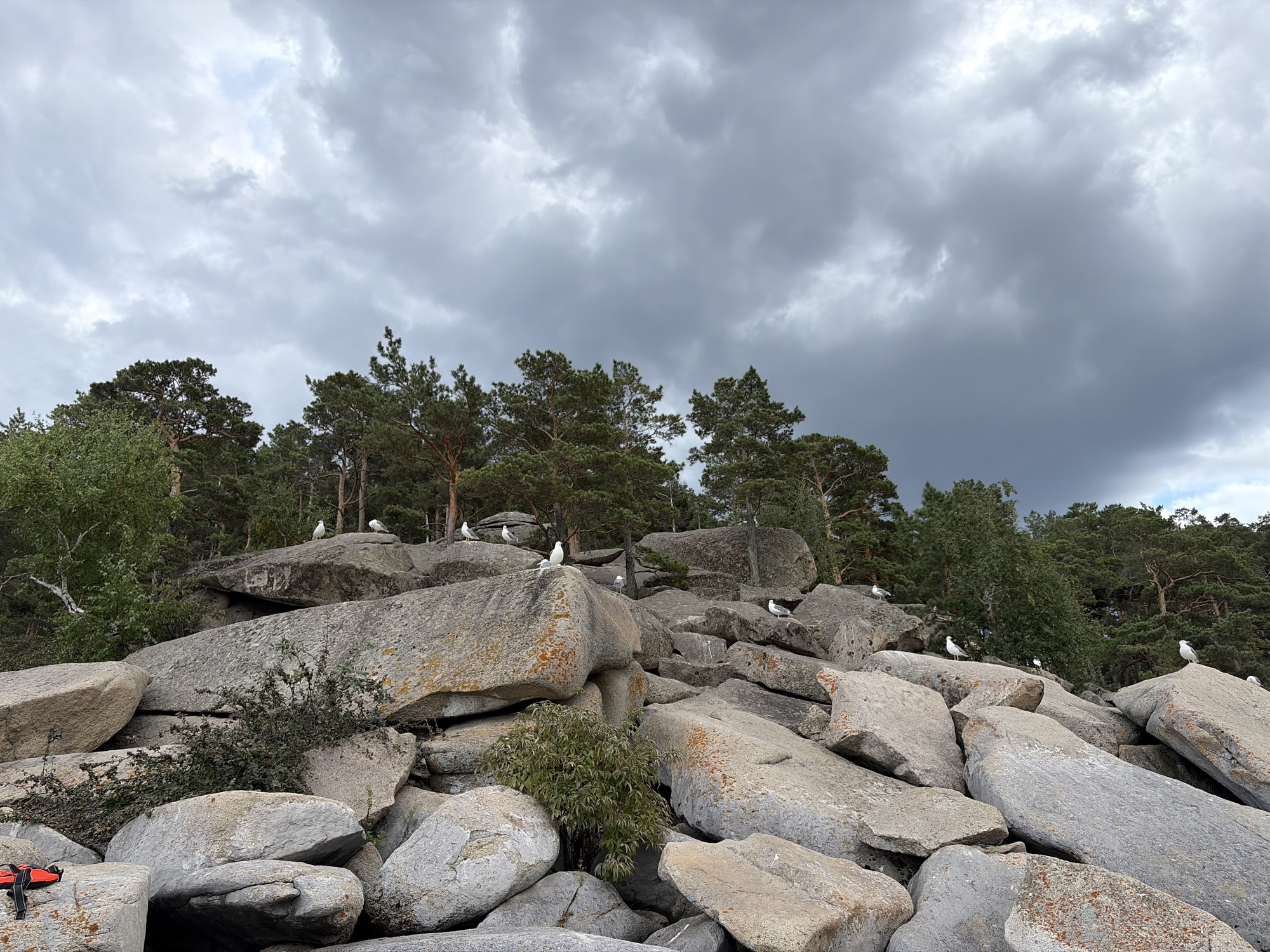 This is a medium-shot, eye-level photograph taken outdoors in the vicinity of Зелёный Бор ауылдық округі, Kazakhstan. The scene is dominated by a rocky shoreline with large, grey boulders of varying sizes. Numerous seagulls are perched on these rocks, with several visible in the mid-ground and background. The rocks are covered in patches of orange lichen and moss. Behind the rocks, a dense forest of pine trees is visible, with a cloudy sky overhead. In the lower left corner, a red and black object, possibly a life vest or personal flotation device, is partially visible, resting on the rocks. The overall impression is of a natural, rugged landscape.