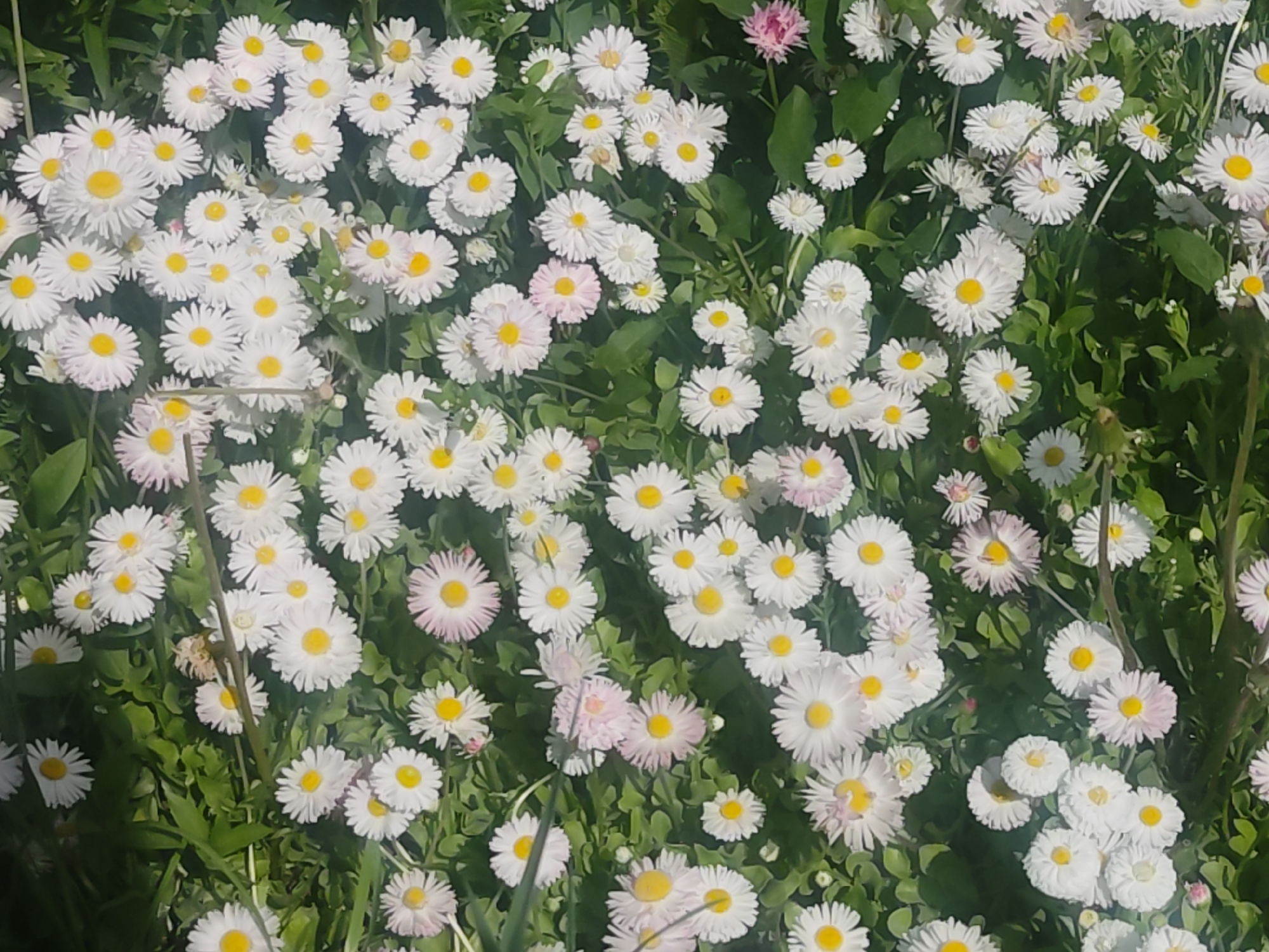 A field of white and light pink daisy-like flowers with yellow centers grows abundantly in green grass. The image appears to be taken outdoors in daylight. There is no information available to confirm the location in the city of Chaikovsky, Russia.