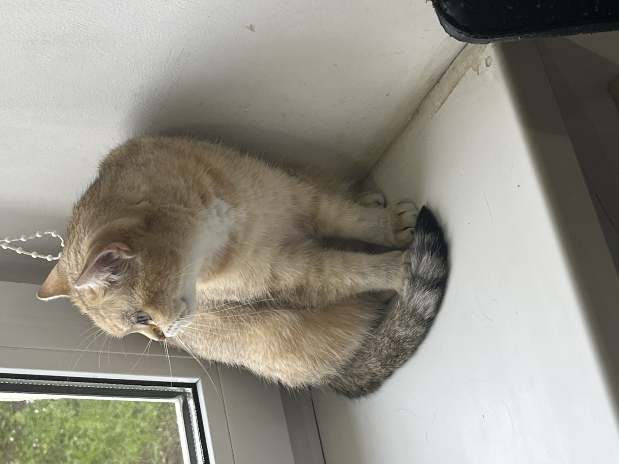 A ginger and grey British Shorthair cat sits on a white windowsill, looking out a window. The cat is facing left, with its body angled towards the right. Its fur is short and dense, with distinct tabby markings on its tail. The windowsill is clean and appears to be made of painted wood or plastic. Behind the cat, a white wall is visible, and to the left, the green foliage of trees can be seen through the window. The overall scene suggests a domestic indoor environment. The location is the city of Orsha, Belarus.