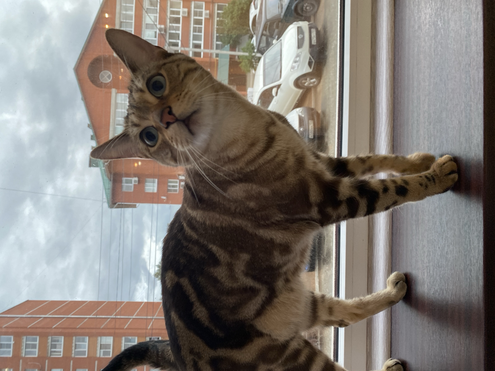 A brown tabby domestic cat with distinct darker brown, almost black, marbled markings on a lighter tan and cream undercoat stands centered on a dark wooden windowsill, facing towards the viewer and looking upwards and slightly to its right. The cat's wide, alert blue-green eyes are focused upwards. Its ears are erect, and its pink nose is visible. The cat's tail is partially visible on the far left, curving upwards. Its four paws are positioned on the windowsill.
Beyond the window, an urban residential scene in Chaikovsky, Perm Krai, Russia, is visible under an overcast, grey sky. On the left, a multi-story brick-red apartment building with numerous white-framed windows and external white stripes is prominent. On the right, a shorter brick-red building with a green sloped roof and a distinctive circular window near its apex is visible. Several dark horizontal power lines or communication wires stretch across the sky between the buildings.
Below the buildings, on a street or parking area, several vehicles are parked. A white SUV (SsangYong Korando) is clearly visible, with its Russian license plate displaying "H50_ _ _ 159", where "159" indicates Perm Krai. To its left, a dark sedan or hatchback shows a partial license plate starting "A80_ _ _ 159". To the right of the white SUV, a darker vehicle is partially visible. The immediate foreground shows a white window frame separating the interior windowsill from the exterior view. No human figures are present in the image.