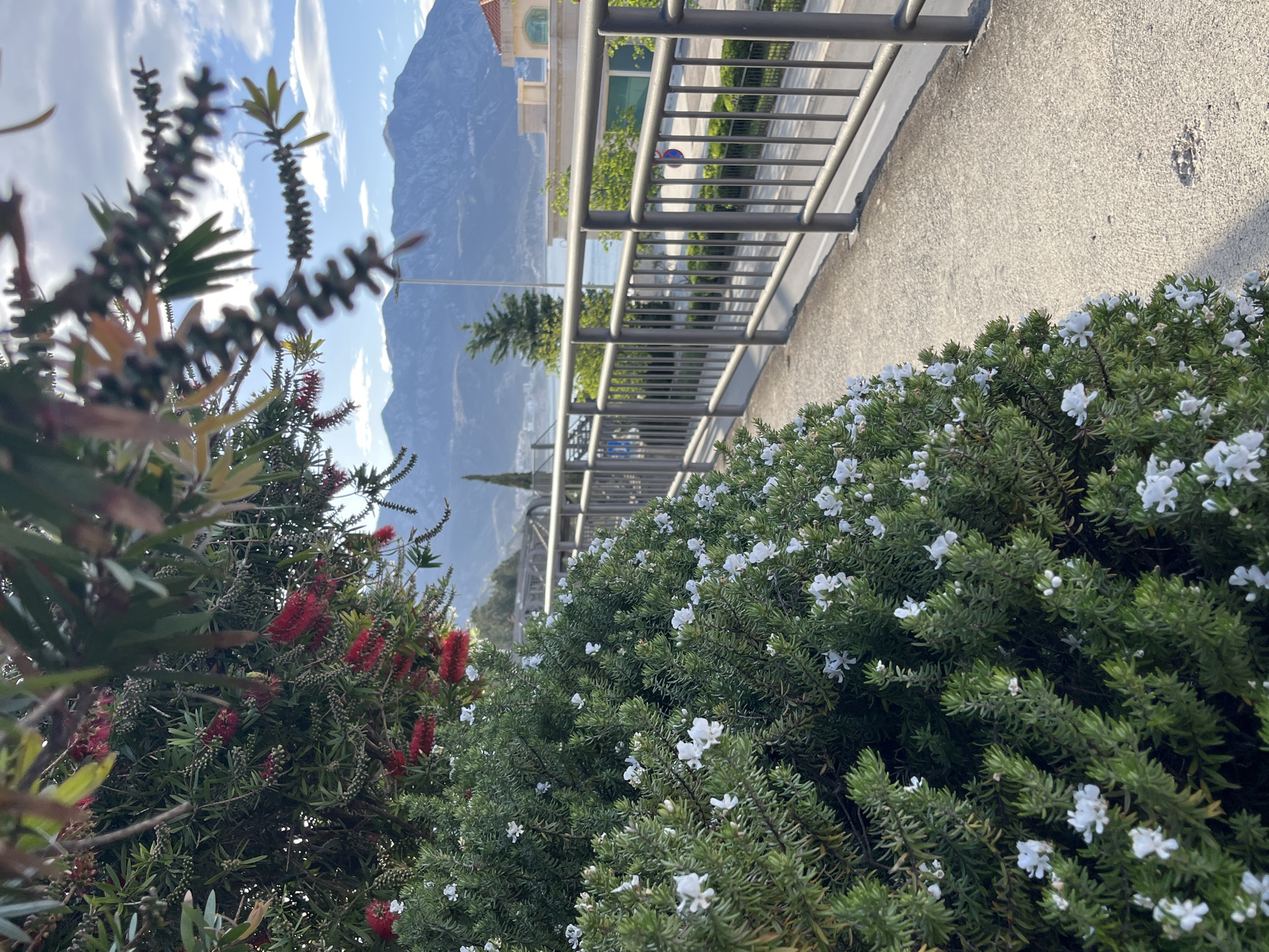 The image captures a street scene in Boreti, Montenegro. In the foreground, there are bushes, with white flowers to the right, and a plant with red flowers to the left. A gray metal railing runs along a sidewalk. In the background are buildings, a body of water, and a large mountain under a partly cloudy sky.