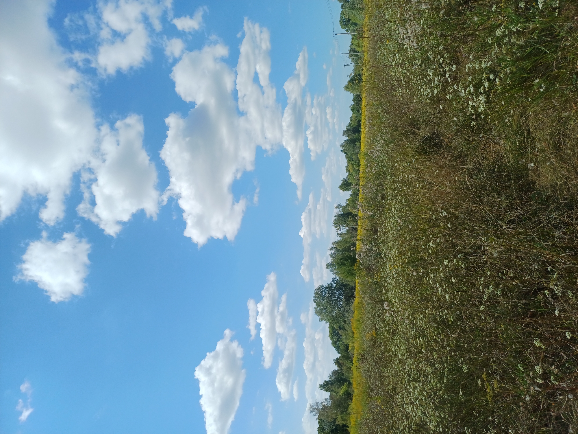 In Sulymivka, Ukraine, a sunny summer day unfolds with a vast expanse of blue sky dotted with fluffy white clouds. Below, a meadow stretches out, covered in a tapestry of wild grasses and small white wildflowers. In the distance, a line of green trees forms a natural border, with a larger, mature tree standing out amongst them. The scene is tranquil and rural, with no people or animals visible. The photograph captures a serene moment in the Ukrainian countryside.
