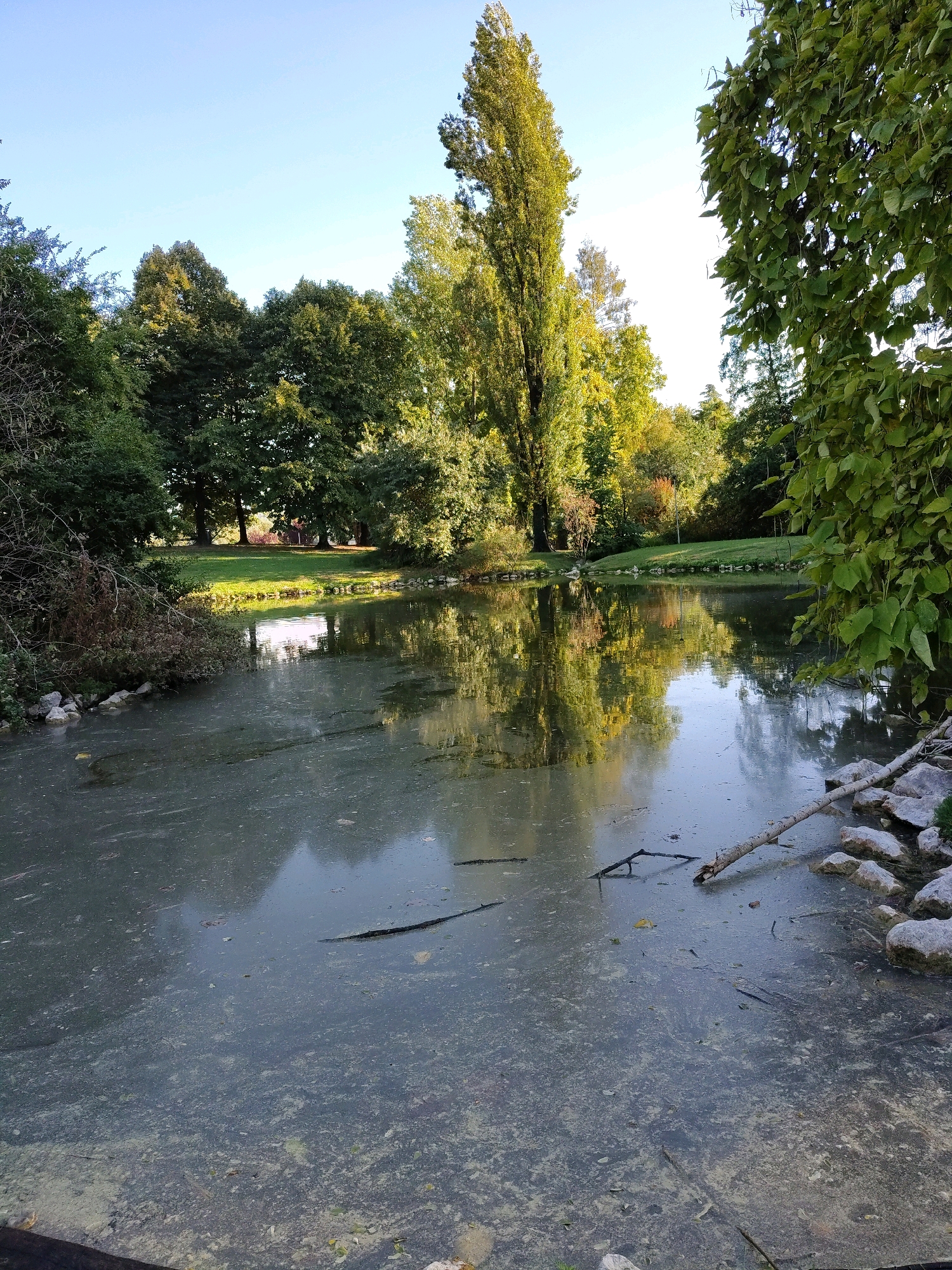 This media file captures a serene natural scene, likely a park or natural reserve, on a clear day. The time of day appears to be late morning or early afternoon, judging by the quality of light and the shadows. The sky is a clear, pale blue, indicative of pleasant weather.
The main subject is a tranquil pond or lake, its surface covered with a layer of algae and scattered debris, including fallen leaves and branches. The water reflects the surrounding lush greenery and the bright sky, creating a mirror-like effect. Along the edges of the pond, the terrain transitions from the water to grassy banks and then to a dense collection of trees. These trees exhibit a variety of shades of green, with some beginning to show hints of autumnal colors, suggesting the season is early fall.
Prominently featured is a very tall, slender tree with light-colored bark, dominating the right side of the frame, its height contrasting with the broader canopies of other trees. The foliage on the right side of the image is vibrant green and hangs somewhat loosely, creating a framing effect for the pond and the sky beyond. In the distance, beyond the pond, a line of trees forms a backdrop, with a patch of manicured grass visible in the middle ground.
The scene evokes a sense of peace and natural beauty, untouched by human activity, other than the implied presence of a path or viewing area suggested by the foreground elements. There is no visible text in the image. The overall impression is one of a quiet, idyllic natural setting.