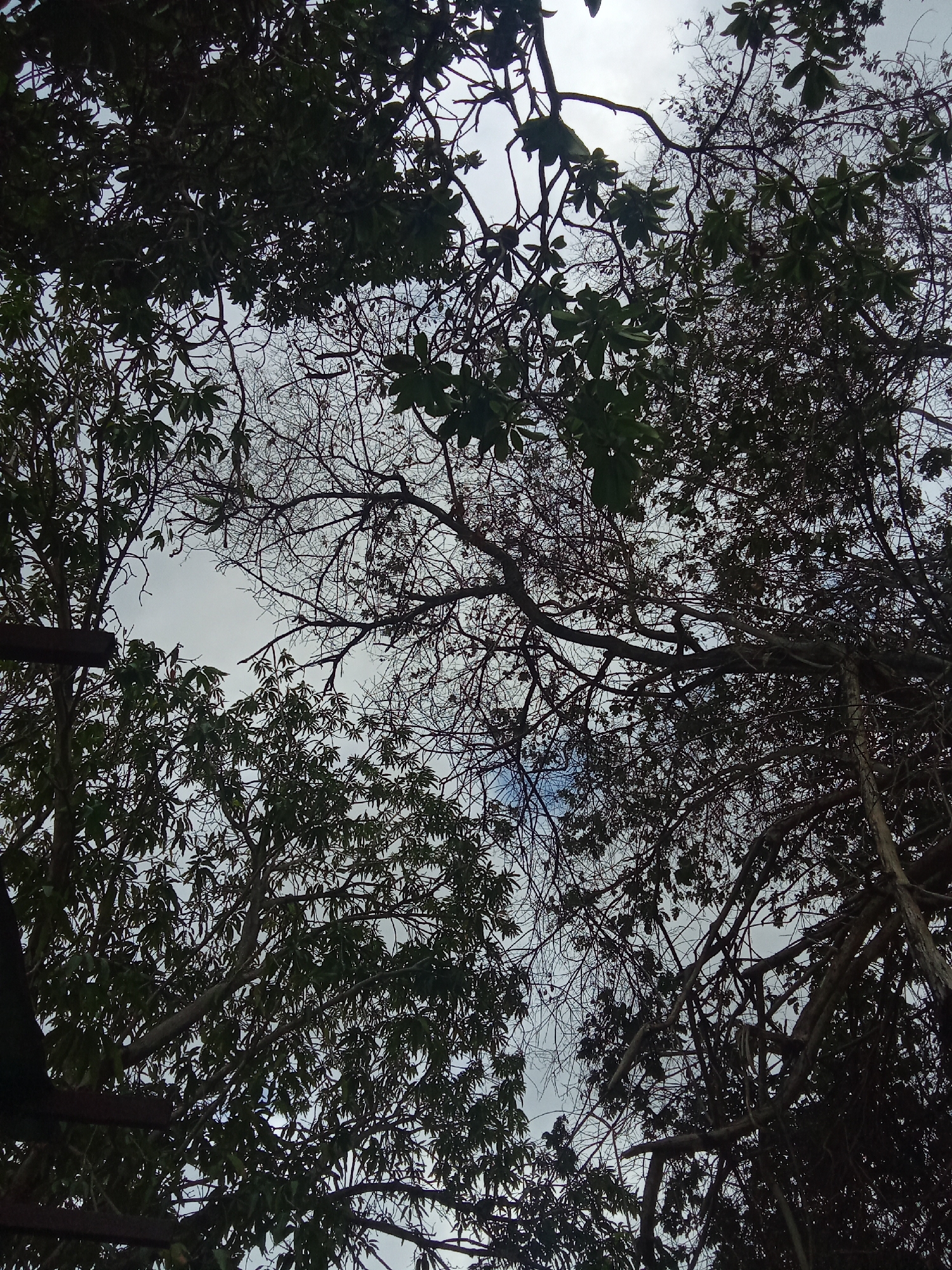 The image depicts a view looking up into a canopy of trees. The location is in Juan Griego, Venezuela. The sky is visible through gaps in the foliage, appearing overcast. The trees have a mix of green leaves and bare branches. The scene is largely composed of natural elements, with the sky as the backdrop, the trees forming the primary subject matter, and the general environment reflecting a natural, possibly forested area. There are no people visible in the image.