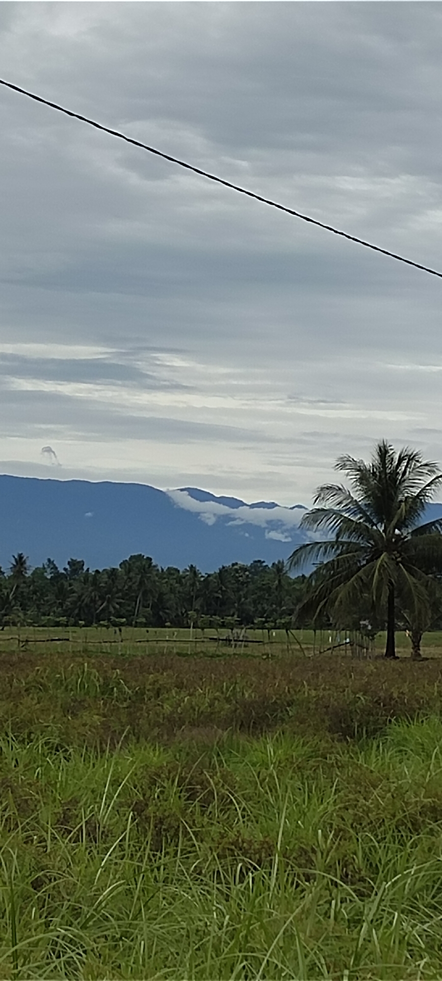 The image shows a landscape in Keudeteupinpunti, Indonesia, under a cloudy sky. Mountains are visible in the background, partially obscured by clouds. In the mid-ground, there is a row of trees and a fence-like structure. A coconut palm stands to the right of the frame. The foreground is dominated by tall, green grass. An electrical line cuts across the upper portion of the sky. No people or animals are directly visible. The overall scene suggests a rural or agricultural setting.
