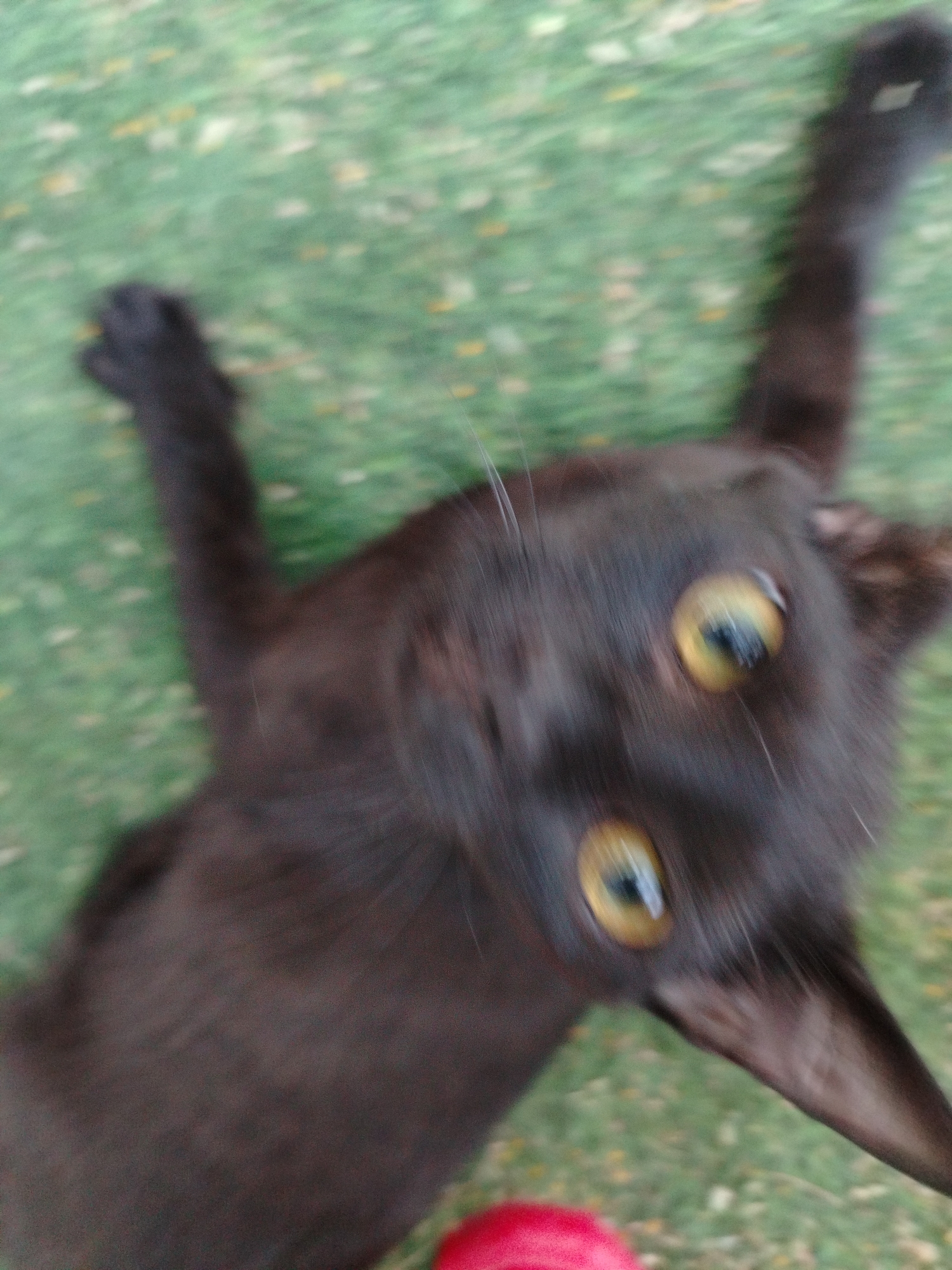 The image depicts a blurry, close-up view of a black cat with yellow eyes lying on a green surface, possibly artificial turf or grass. One paw is extended upwards. A red object, possibly a toy, is visible in the lower portion of the image near the cat. The image is blurred and tilted. There is no indication of Al Mas'oudi, United Arab Emirates, in the image.