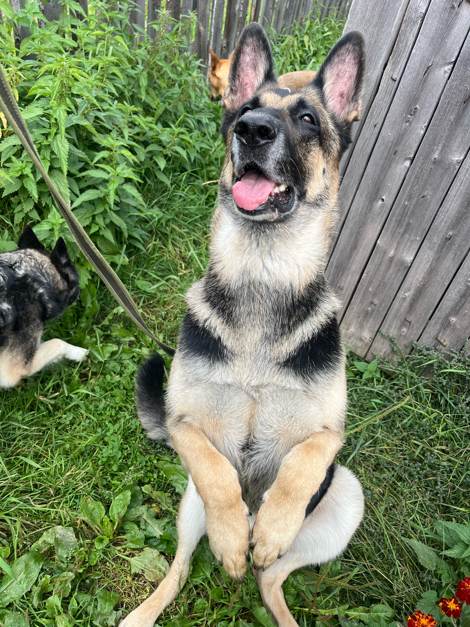 A German Shepherd dog is sitting up with its front paws crossed on the grass in front of a weathered wooden fence. The dog has its mouth open and tongue out, looking upwards. Behind the dog, a shorter, darker colored dog is lying down in the grass. Green foliage and plants are abundant in the background. The scene appears to be in an outdoor, possibly rural or backyard setting, with no discernible urban features of Nizhny Tagil, Russia.