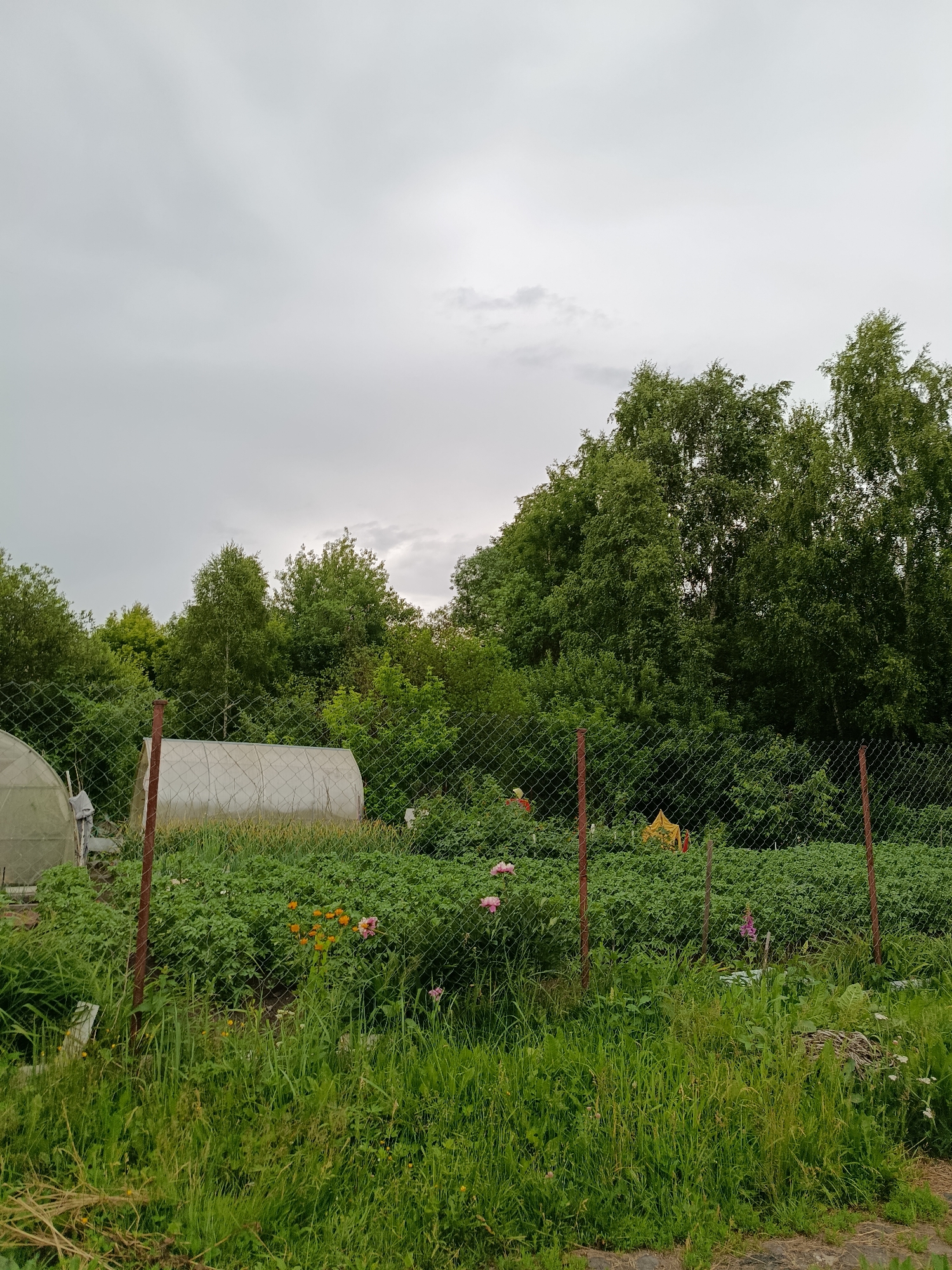 An outdoor, wide shot captures a cloudy day scene at an allotment or garden plot. A chain-link fence runs horizontally across the mid-ground, separating the foreground's tall, green grass and some scattered wildflowers from the cultivated garden area beyond. The garden features rows of green plants, possibly vegetables, and includes a few small flowering plants with pink and orange blooms. Two arched greenhouses, one partially visible on the left and another more prominent in the center, are situated within the garden. In the background, a dense line of deciduous trees with full, green foliage forms a natural border. The sky is overcast and grayish-white, with some lighter patches suggesting diffused sunlight. Two vertical fence posts, one red and one with rust, are visible in the foreground. There are no people or animals present.