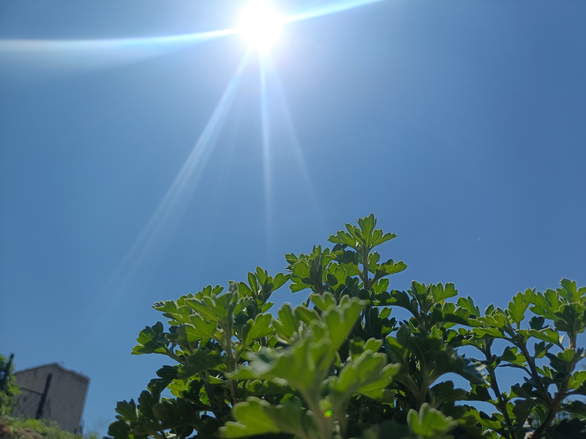 This is a low-angle, close-up, outdoor shot of green leafy plants against a bright blue sky. The sun is prominently visible in the upper left portion of the image, with visible lens flare and rays extending downwards. Some faint lens flare is also present in the upper right. The leaves of the plants are detailed, showing their serrated edges. In the background, to the left, a portion of a light-colored building with a fence in front of it is visible. The building appears to be on a slope with some greenery around it. The overall scene suggests a sunny day.
