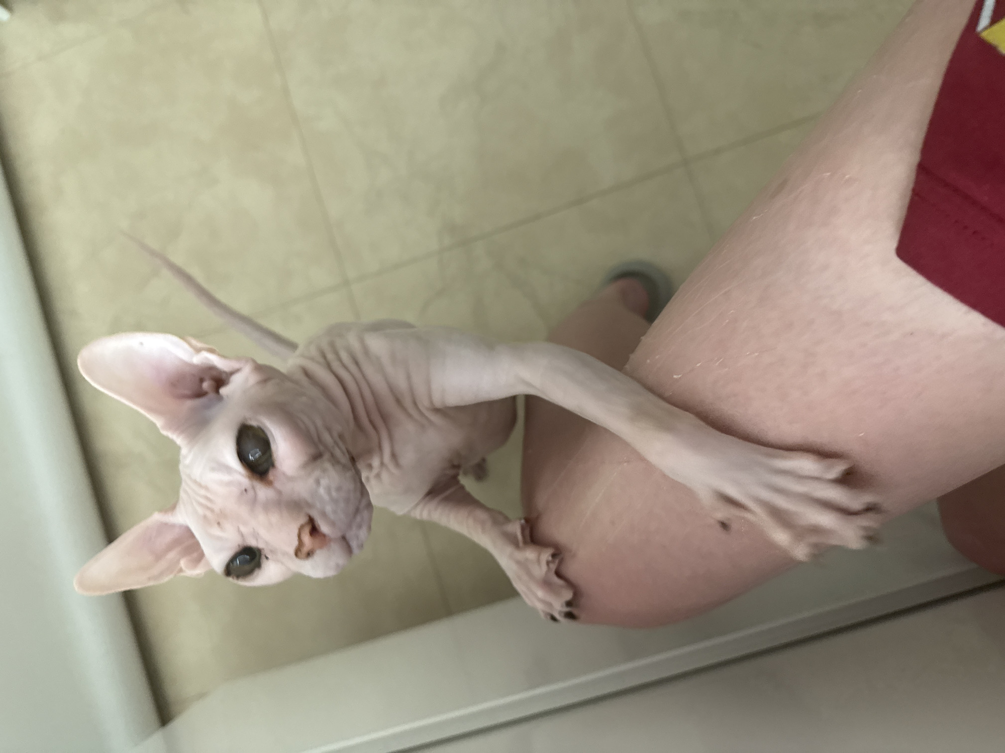A hairless cat, likely a Sphynx, with pale pink skin and large ears, is standing on a person's leg. The cat is leaning forward, with one paw resting on the person's thigh. The person is wearing a dark red garment, possibly shorts or underwear. The background appears to be a tiled floor and a wall, suggesting an indoor setting, possibly a bathroom or a tiled room. The lighting is bright, coming from above. There is no information in the image to place it in Krasnoyarsk, Russia.