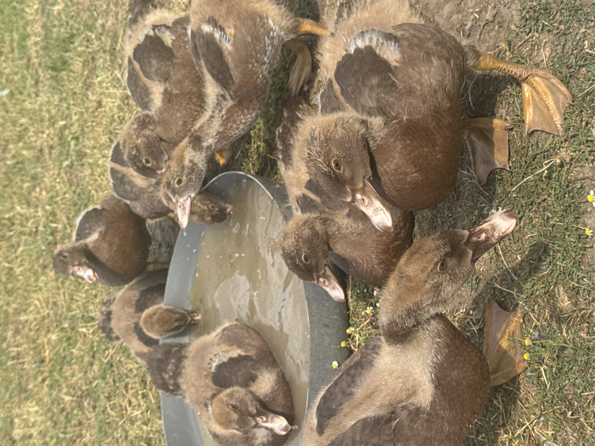 A clutch of approximately ten brown ducklings are gathered around a shallow, grey metal basin filled with muddy water. The ducklings, with fluffy down and some developing feathers, are in various states of activity. Some are drinking from the basin, with their heads dipped into the water. Others are clustered together on the grass surrounding the basin, or resting in the shallow water. The environment appears to be a rural or outdoor setting, with dry grass and dirt on the ground, and sunlight casting shadows. The scene is devoid of humans. The location is specified as Shcherbanka, Ukraine.