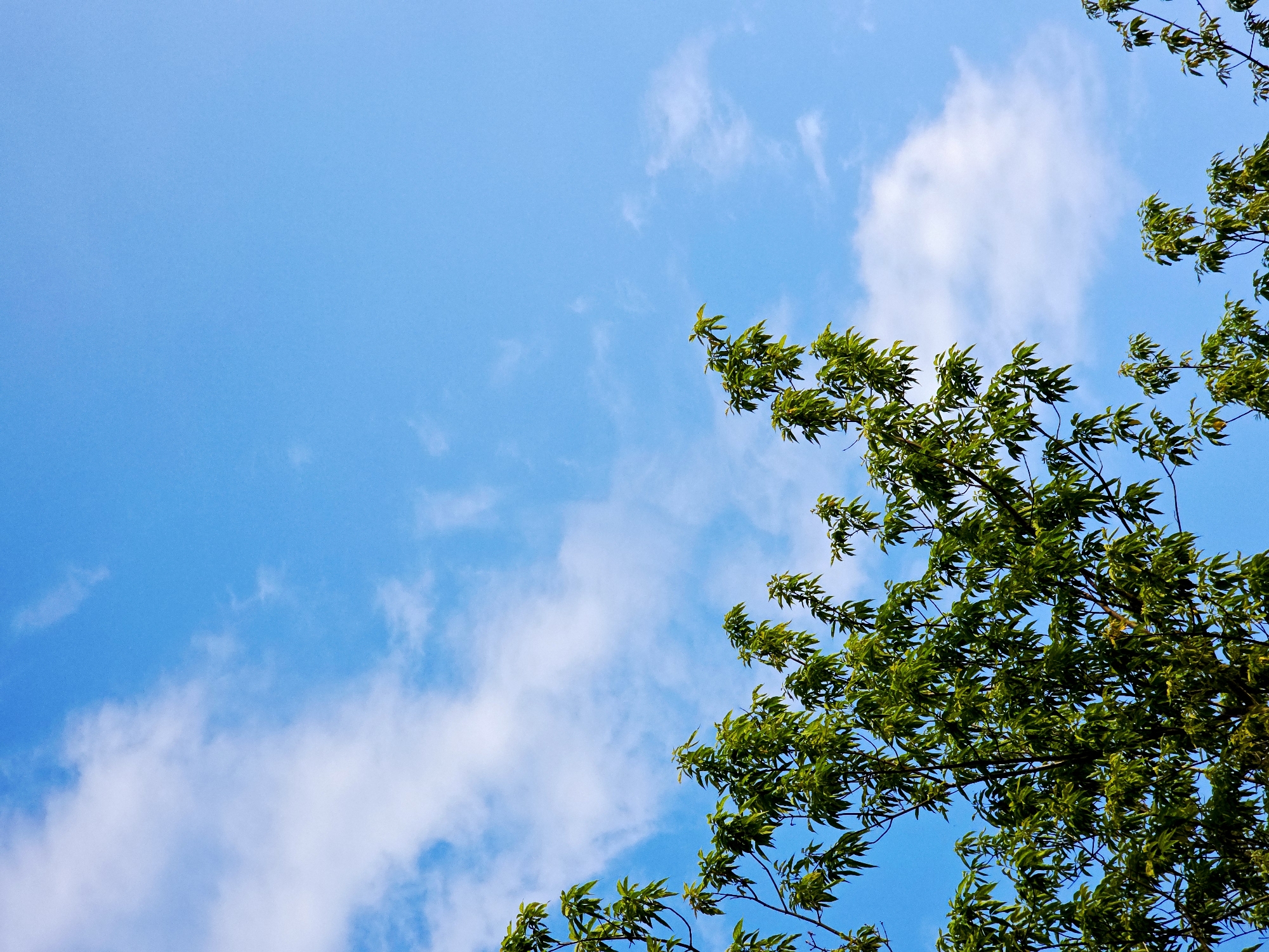The image captures an upward view of a bright blue sky partially obscured by the vibrant green foliage of a tree. The sky is a clear, cerulean blue, dotted with scattered white cumulus clouds of varying sizes and densities. Some clouds appear as wispy formations, while others are more defined and billowy.
The lush green leaves and branches of a tree dominate the lower right portion of the frame, extending upwards and diagonally across towards the center-left, with some foliage also visible along the top right edge. The leaves are well-lit, suggesting ample sunlight, and display various shades of green, indicating depth and texture within the canopy.
The scene depicts an outdoor setting during a sunny daytime. The weather appears fair with light cloud cover. No people, animals, or man-made objects are visible. The image conveys a sense of natural beauty and tranquility, focusing on the interplay between the open sky and the detailed tree canopy. There is no visible text.