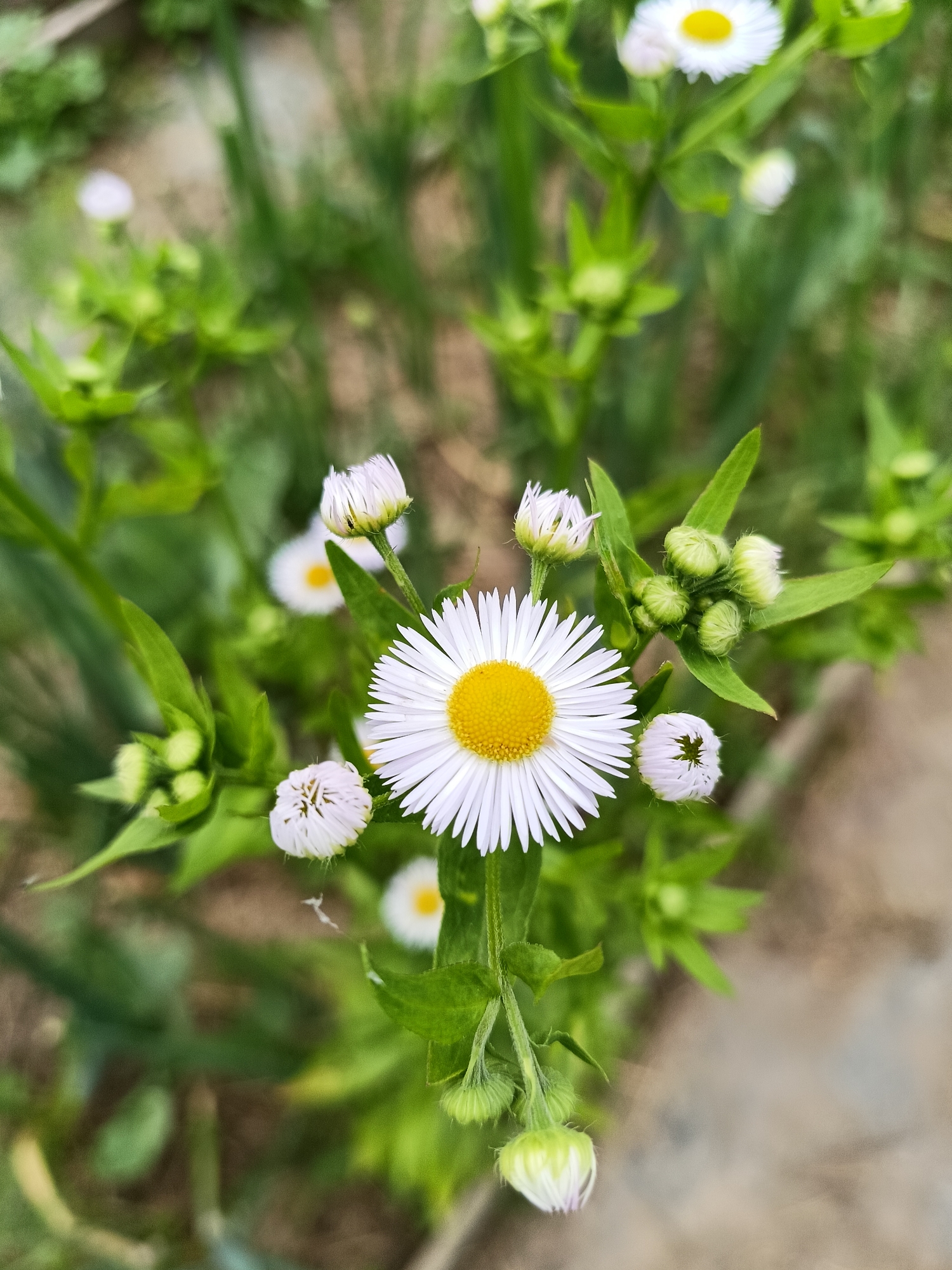 This is a close-up, top-down shot of a patch of white daisies with yellow centers, surrounded by green foliage and buds. The primary subject is a fully bloomed daisy in the center of the frame, its white petals radiating outwards from a bright yellow disc. Several other daisies, some in bloom and some as buds, are scattered around it. The buds are tightly closed, some showing hints of white petals peeking through. The background is a blur of green leaves and grass, with a hint of brown earth or pavement. The lighting suggests it's daytime, possibly morning or late afternoon, with a soft, diffused light that highlights the delicate details of the flowers. There are no people or text visible in the image. The scene is natural and serene, evoking a sense of calm and the beauty of nature. The location context is Lagovskoe, Russia.
