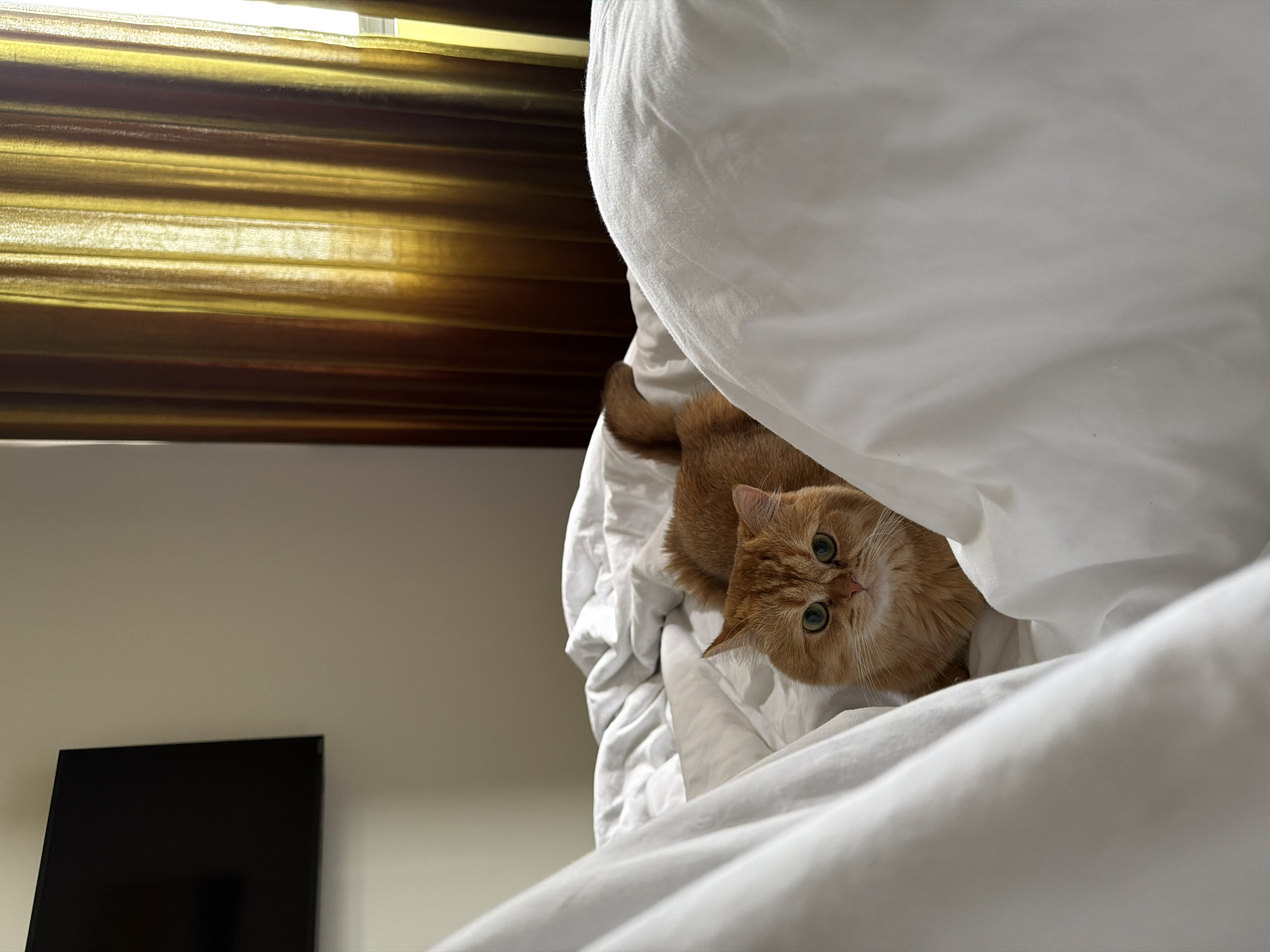 A medium shot captures an orange cat partially concealed under white bedding, with only its head and a portion of its body visible. The cat has round, green eyes and a curious expression. The bedding consists of white sheets and what appears to be a duvet or comforter. The background on the left side of the image shows a beige-colored wall with a rectangular black television set mounted on it. Above the cat, gold-colored blinds partially cover a window, with light filtering through. The location, Đà Nẵng, Vietnam, is an irrelevant consideration for the image.