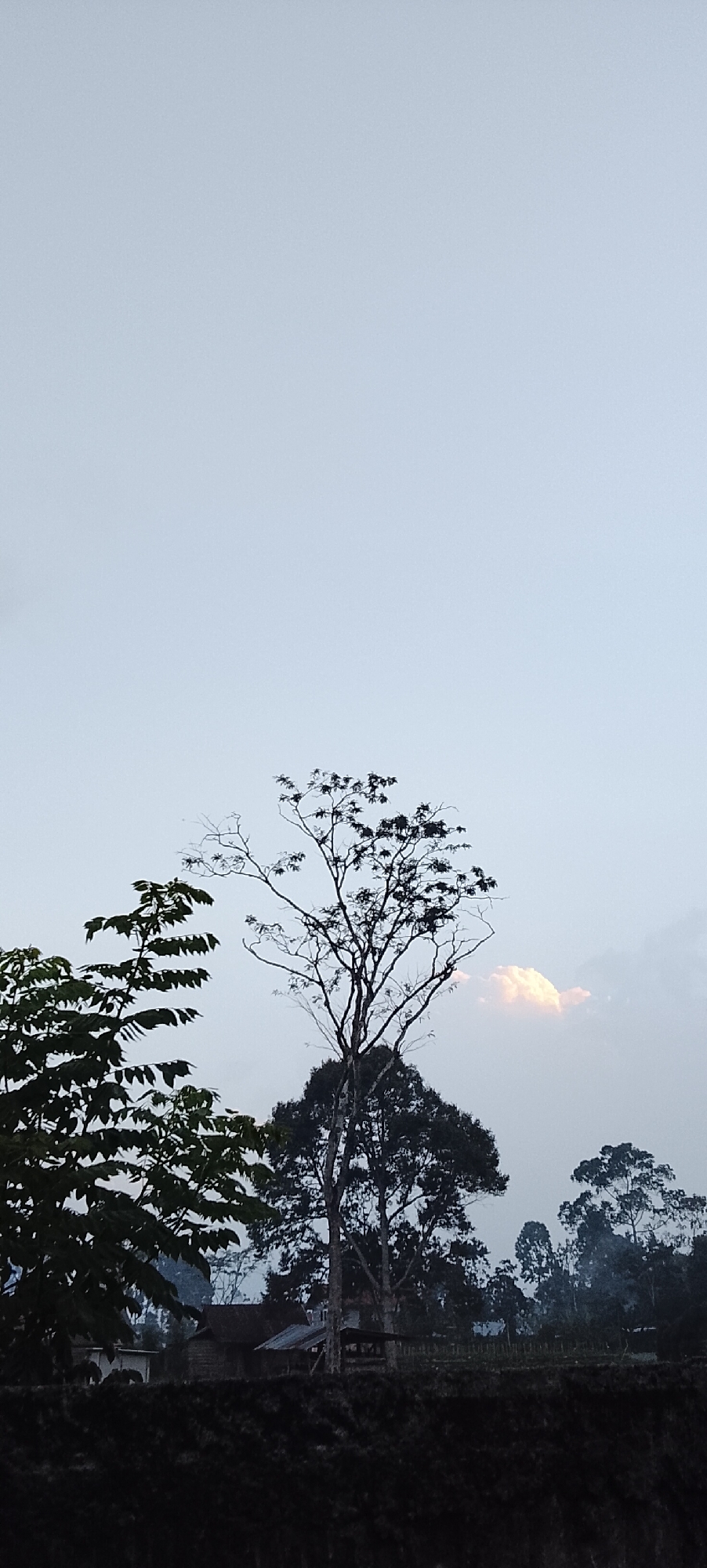 The image depicts a twilight scene in Padang Dalom, Indonesia, featuring a landscape dominated by trees against a pale sky. In the foreground, a dark, textured embankment or ridge is visible. A cluster of trees occupies the mid-ground, with a tall, slender tree with bare branches centrally positioned, silhouetted against the sky. To its left, a tree with dark green foliage stands out. Further to the right, more trees are visible, some with a darker, denser canopy. A small, fluffy cloud, tinged with orange light, is present in the upper right quadrant of the mid-ground. In the lower mid-ground, partially obscured by the trees and darkness, are structures that appear to be a small building or house with a corrugated roof, and possibly other outbuildings or agricultural elements. The overall atmosphere is serene and somewhat moody due to the low light conditions.