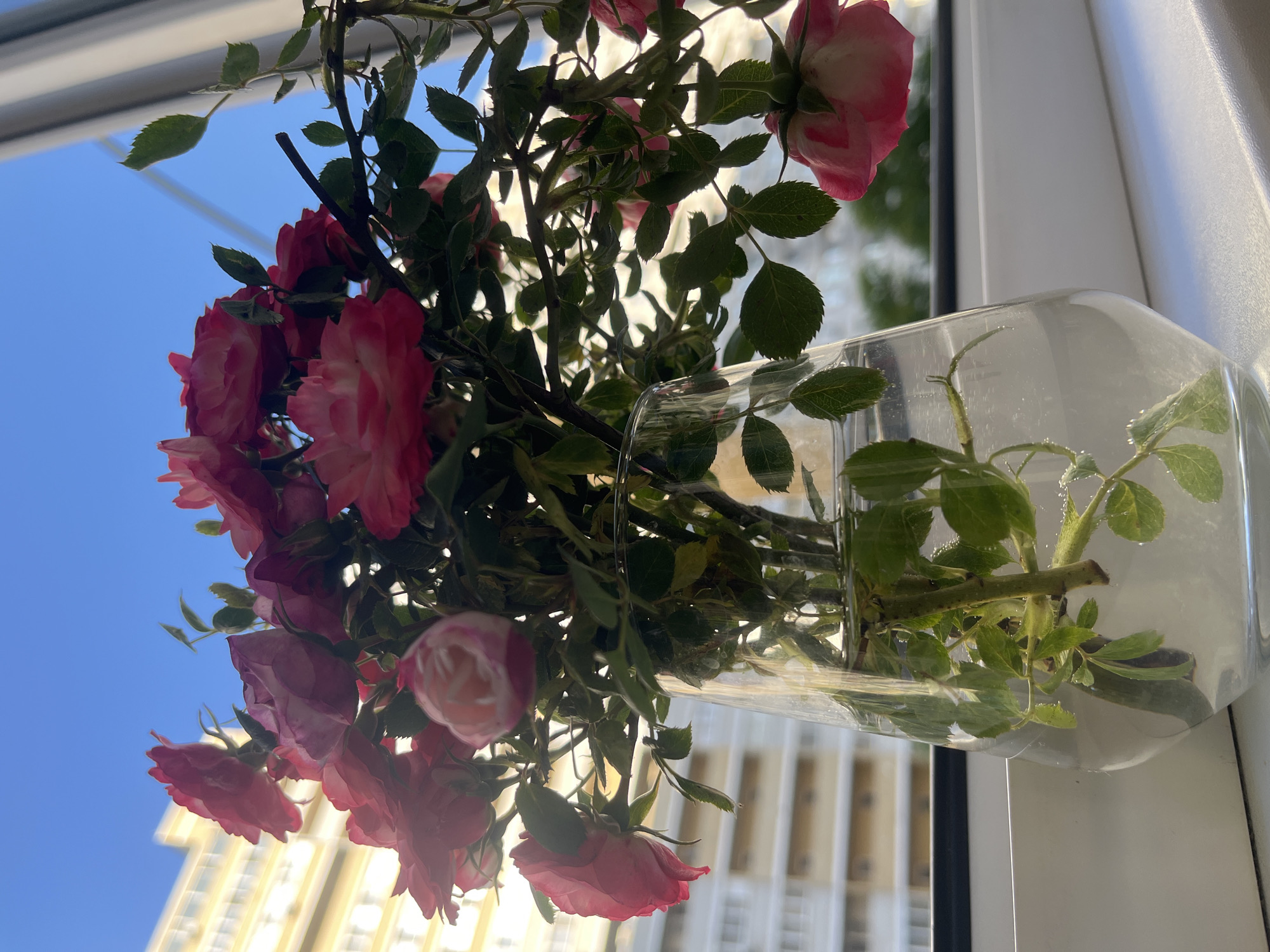 The image displays a vibrant bouquet of pink roses arranged in a clear glass vase, positioned by a window. The image is oriented sideways, with the flowers appearing to hang from the upper left.
The main subjects are the roses, which present in various shades of pink, ranging from soft blush to deeper fuchsia. Many of the roses are in full bloom, showcasing their delicate petals, while others are still tightly furled buds. Green leaves and stems are abundant, both above and submerged in the water within the vase. Small water droplets are visible inside the glass and on some of the submerged stems, highlighting the freshness of the cut flowers.
The setting is an indoor space looking out through a window. The background features a bright, clear blue sky, indicating fair weather and daytime. Below the sky, parts of a tall, light-colored building, possibly an apartment complex or office block with numerous windows, are visible. The strong sunlight illuminates the scene, creating bright highlights on the white window frame and the glass vase.
No specific activity or event is taking place; it is a still life composition. The time of day appears to be sunny daytime, likely morning or afternoon, given the intensity of the natural light. The overall mood conveyed is one of peaceful beauty and natural elegance. There are no people or visible text in the image. The location cues, combined with the provided context, suggest an urban environment in Krasnodar, Russia.